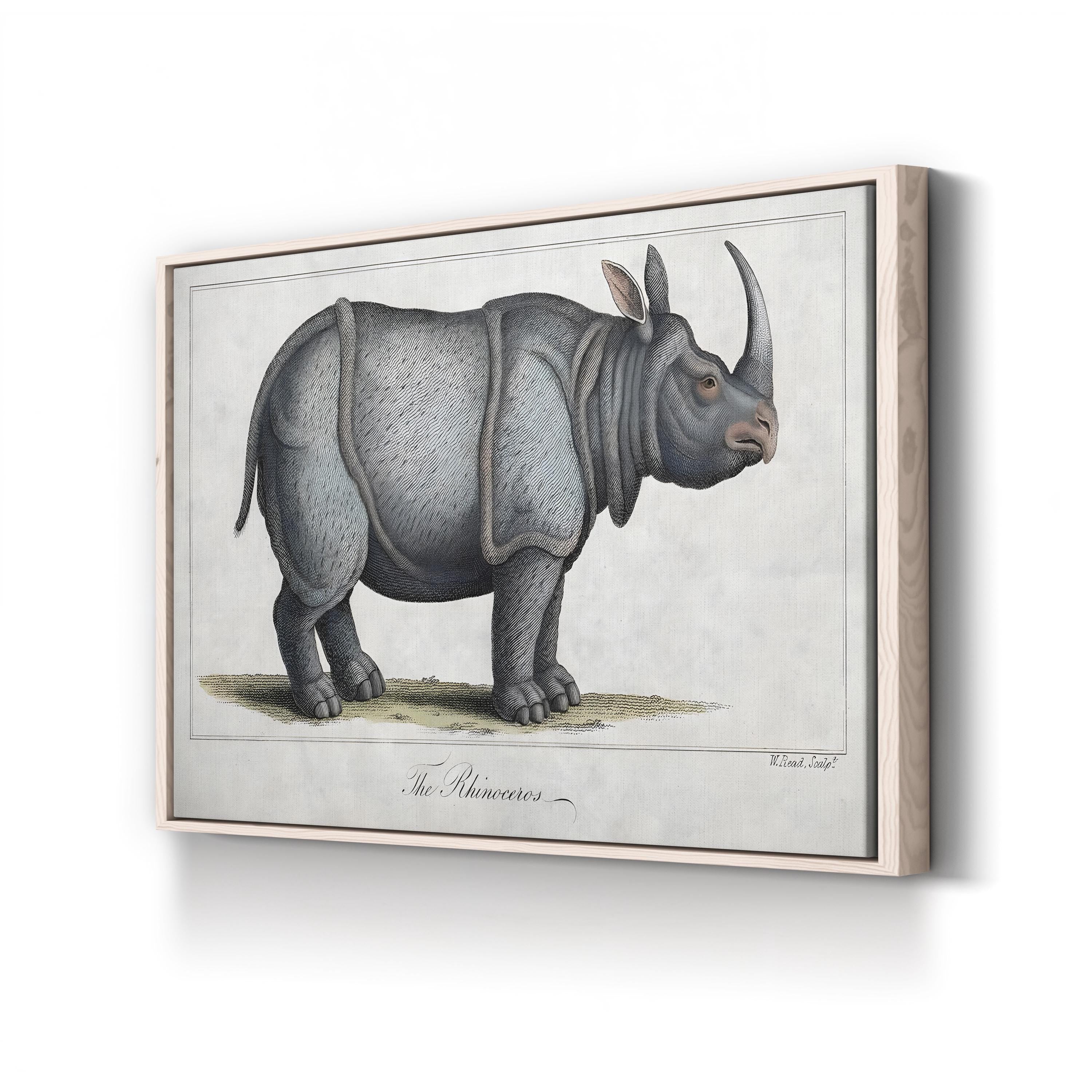 Vintage Rhinoceros Engraving – Period Illustration Wall Art | Antique Wildlife Canvas Print