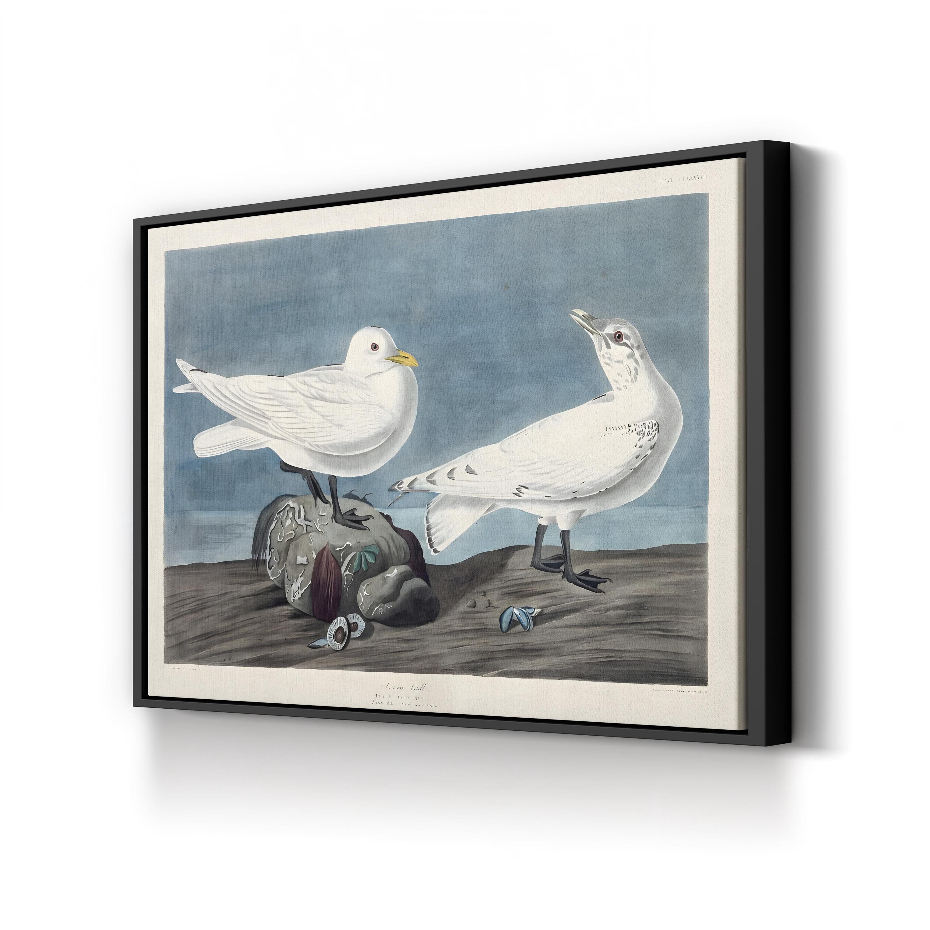 Ivory Gull – John James Audubon Wall Art | 19th-Century Bird Canvas Print