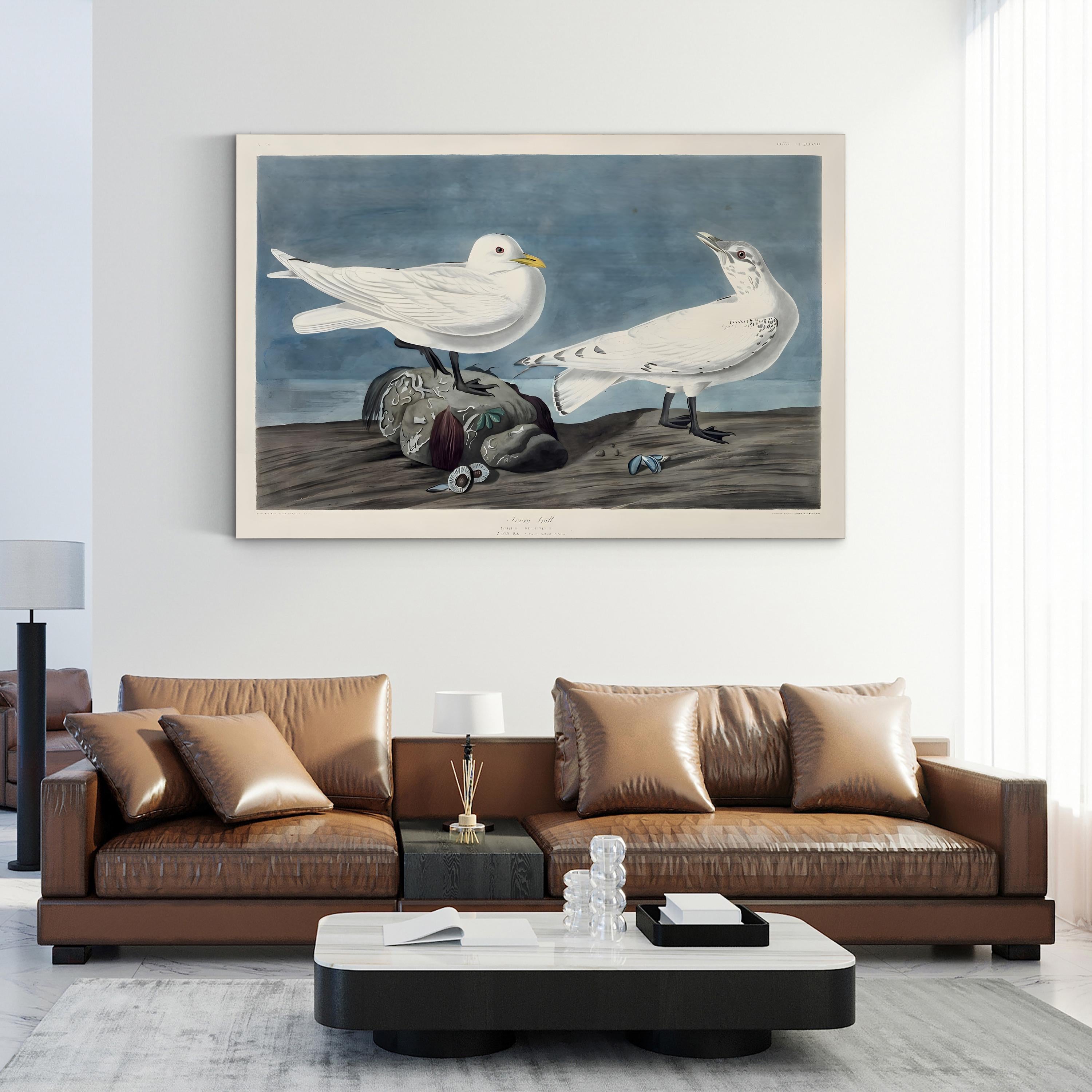 Ivory Gull – John James Audubon Wall Art | 19th-Century Bird Canvas Print