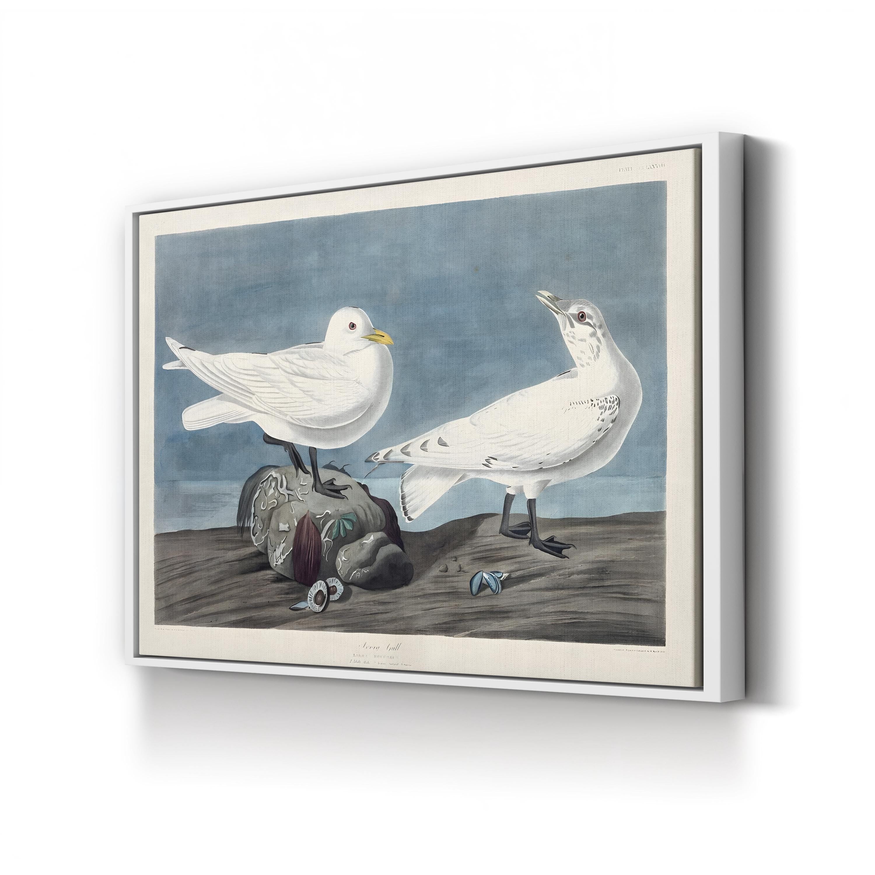 Ivory Gull – John James Audubon Wall Art | 19th-Century Bird Canvas Print