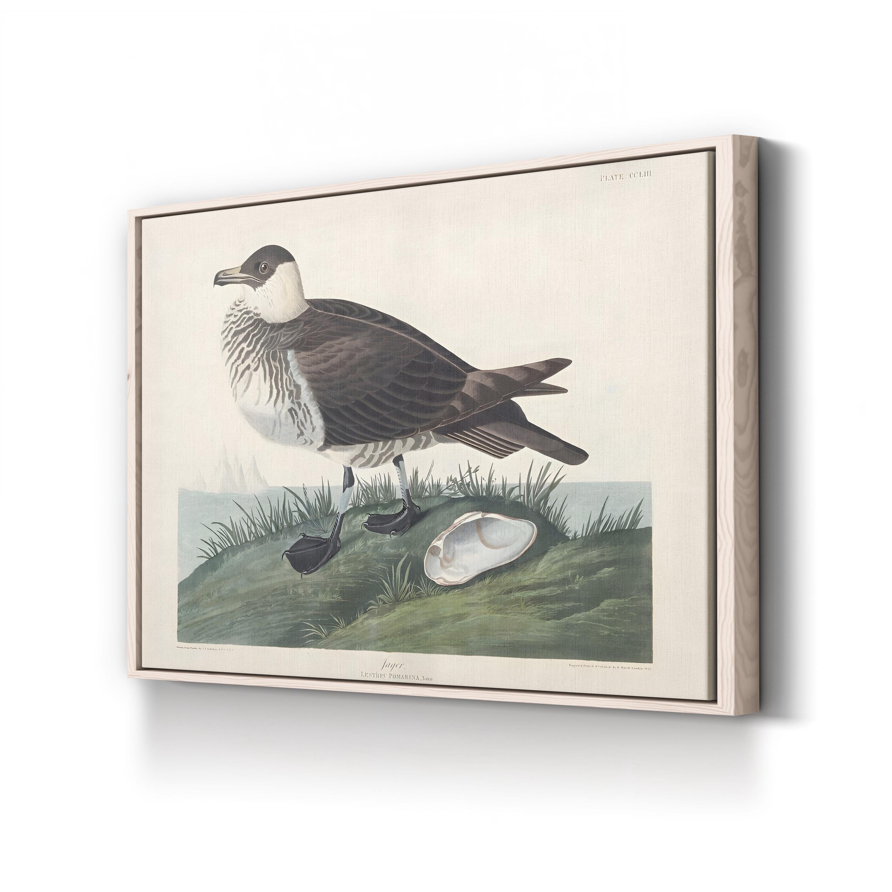 Pomarine Jager, by John James Audubon canvas print in oak frame