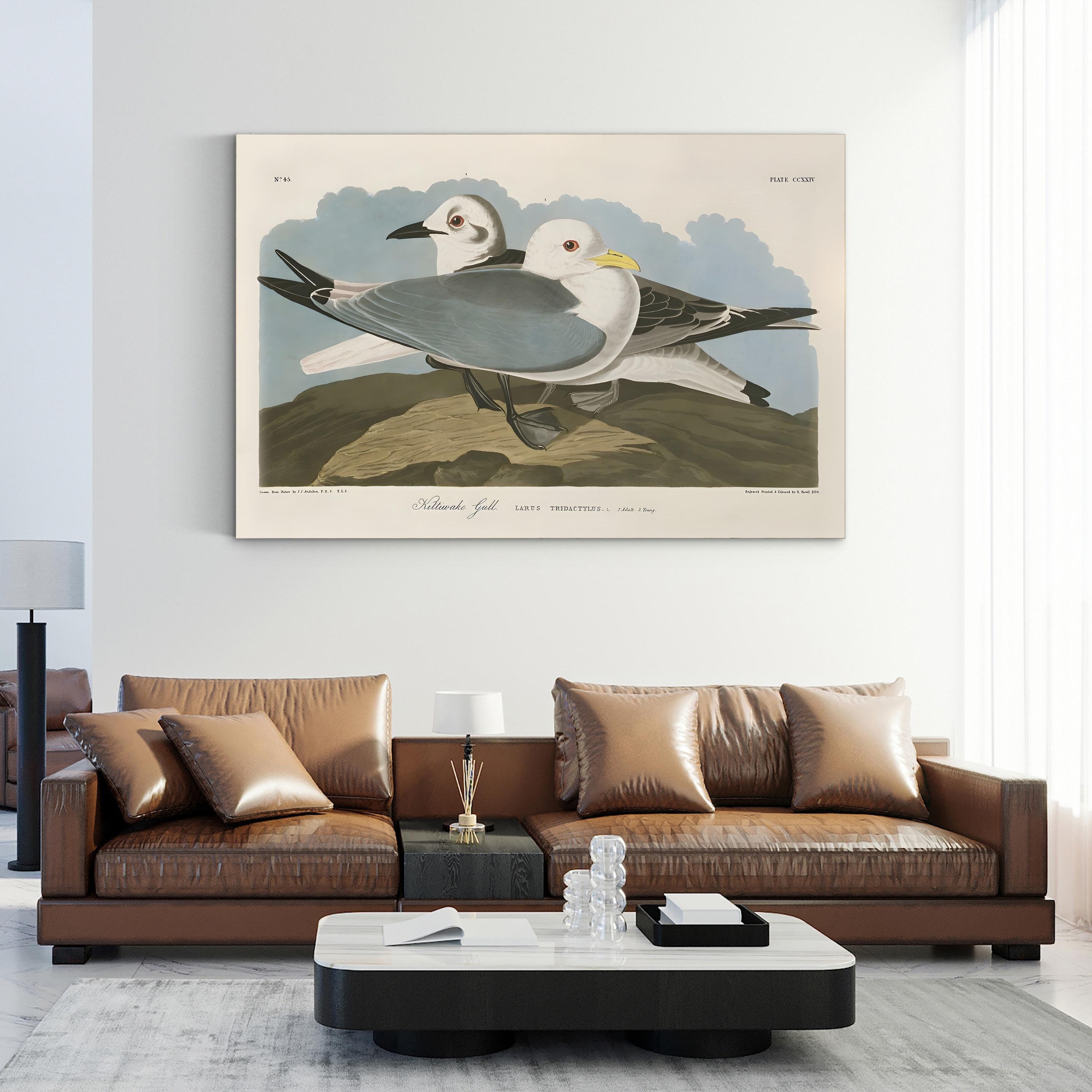 Kittiwake Gull Wall Art by John James Audubon | Vintage Seabird Natural History Illustration Canvas