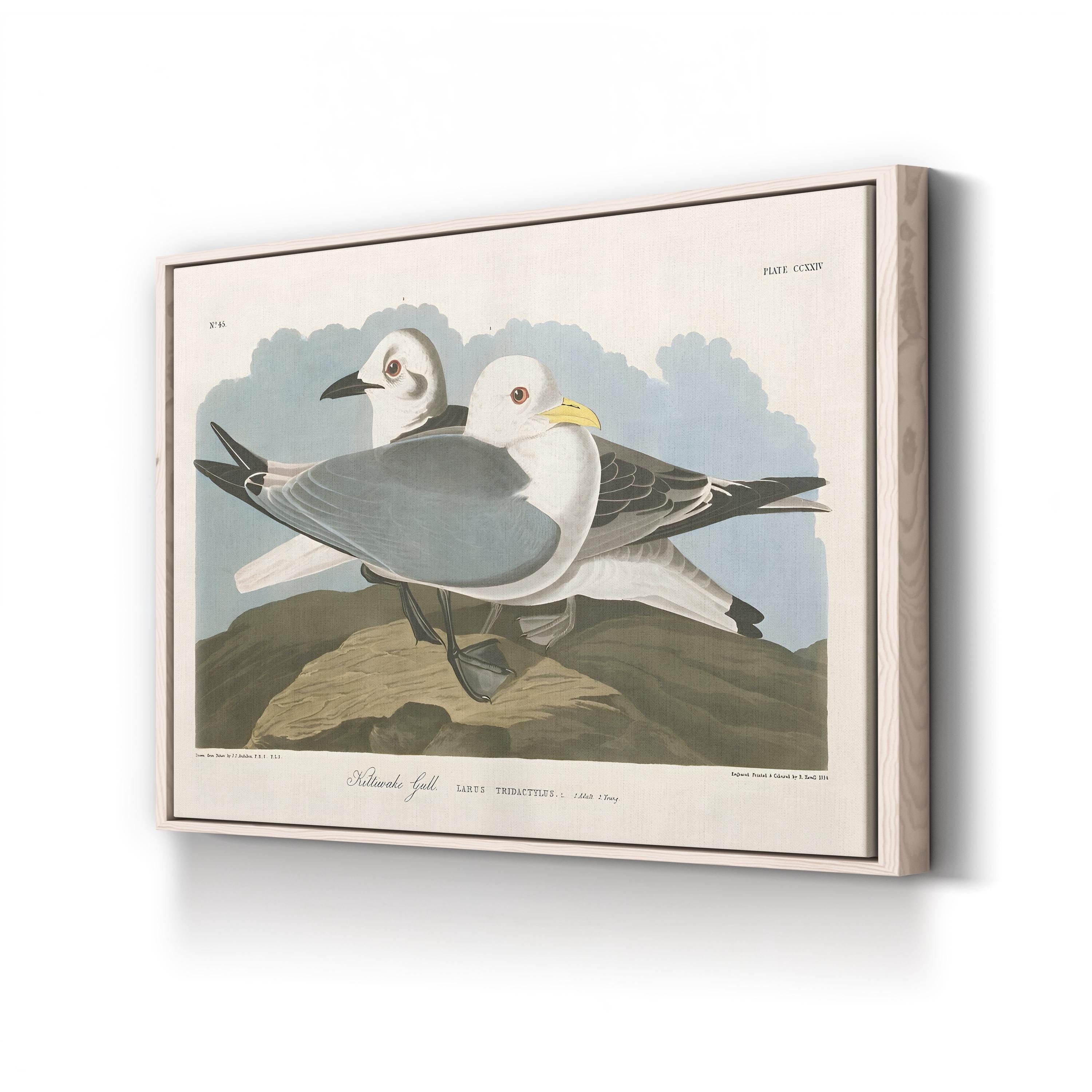 Kittiwake Gull Wall Art by John James Audubon | Vintage Seabird Natural History Illustration Canvas
