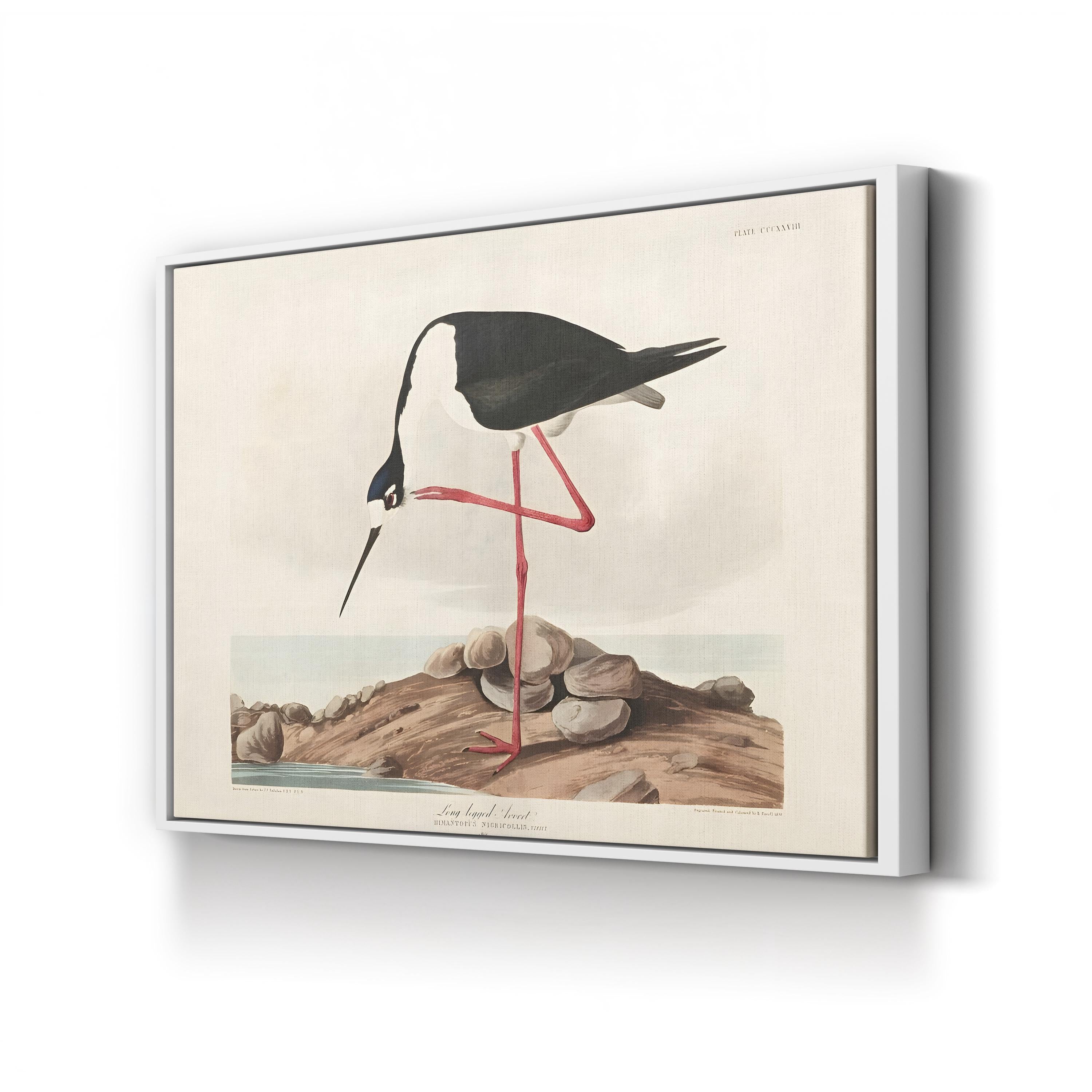 Framed artwork of a long-legged avocet bird on a rock with a white border