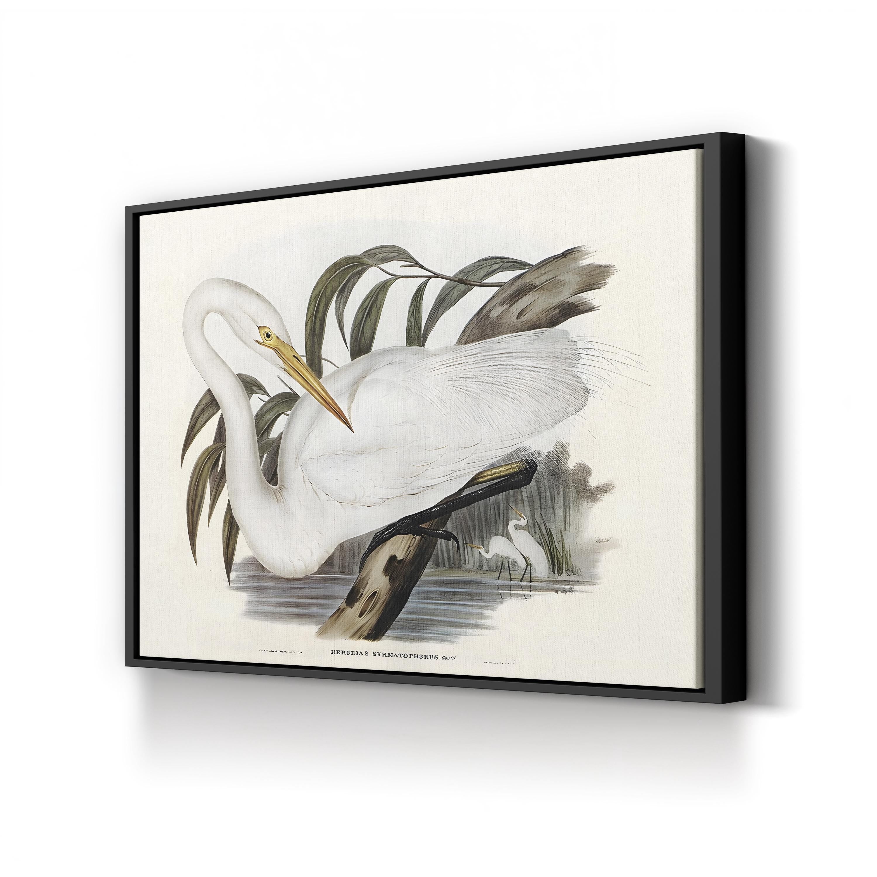 Australian Egret by John Gould canvas print in Black Framed Canvas