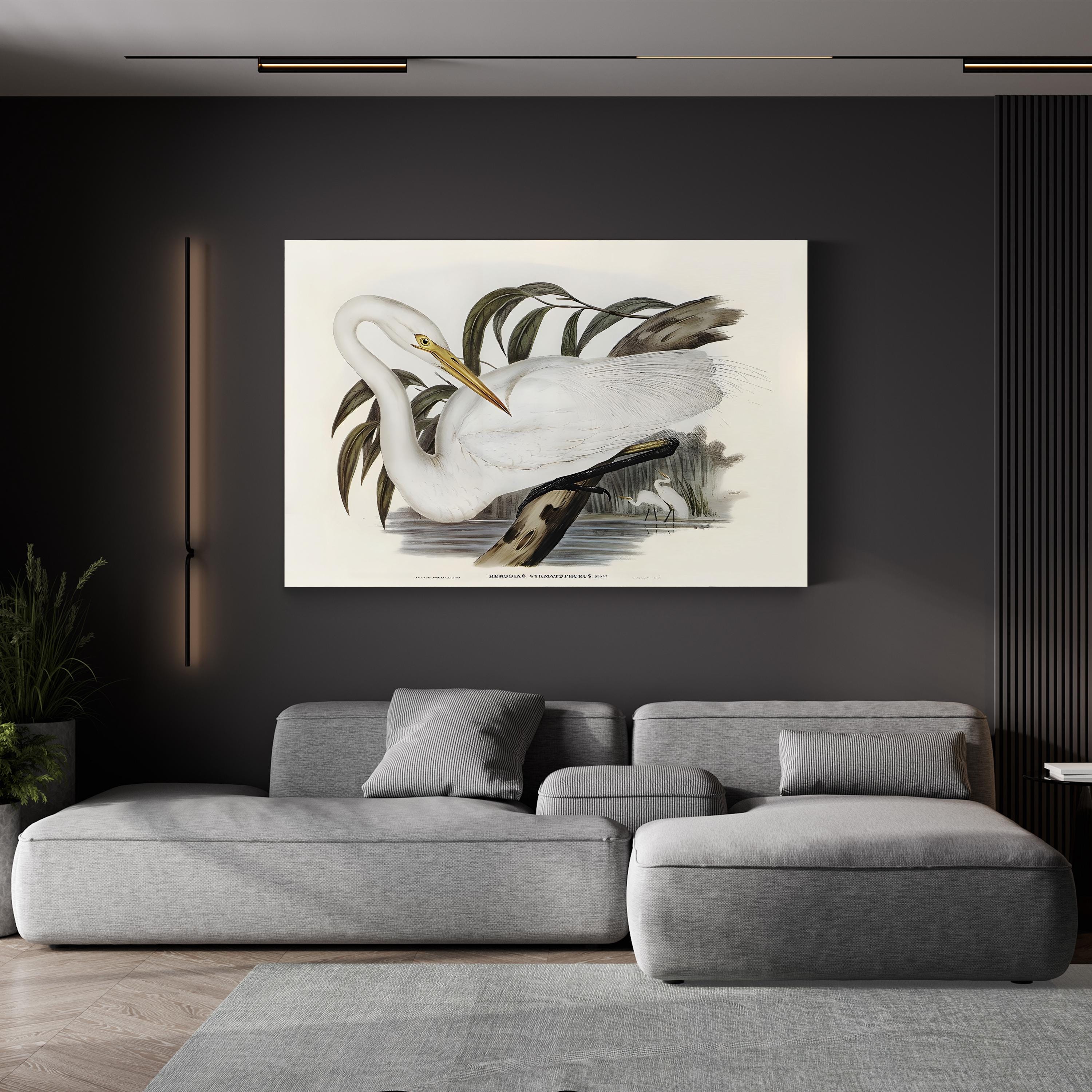 Australian Egret by John Gould canvas print in Gallery Canvas frame
