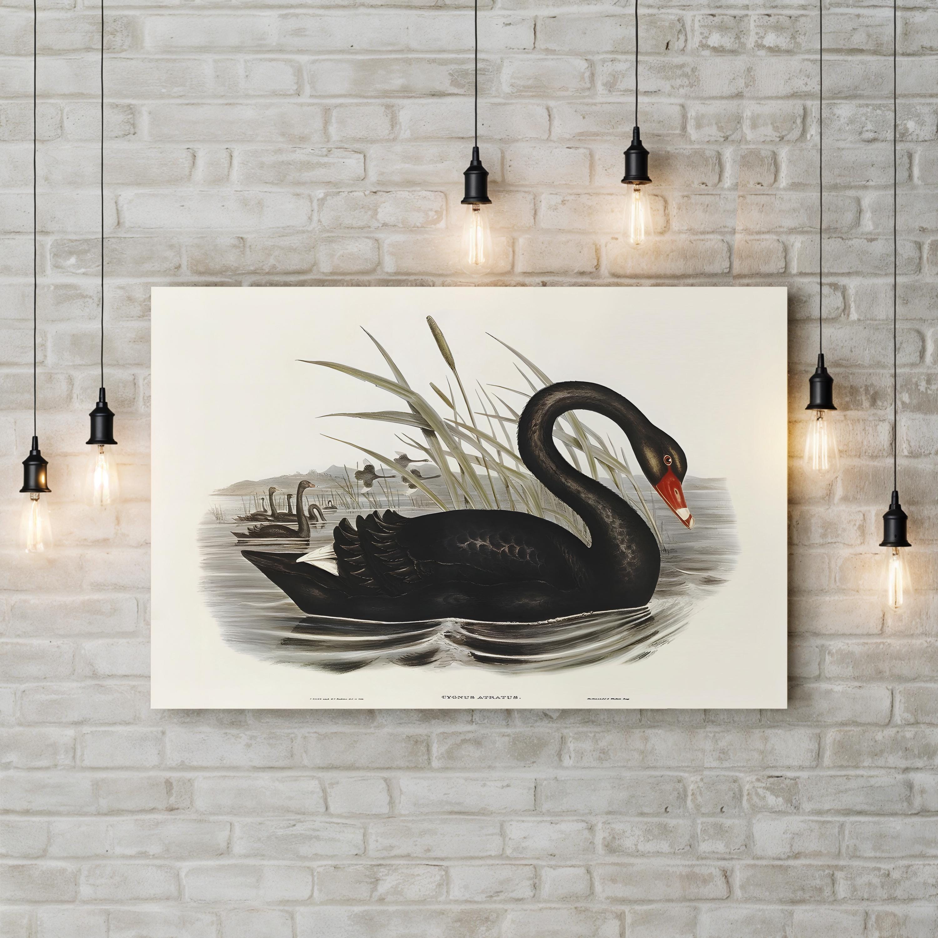 Majestic Waterbird III Wall Art by Elizabeth Gould | 19th Century Black Swan Natural History Illustration