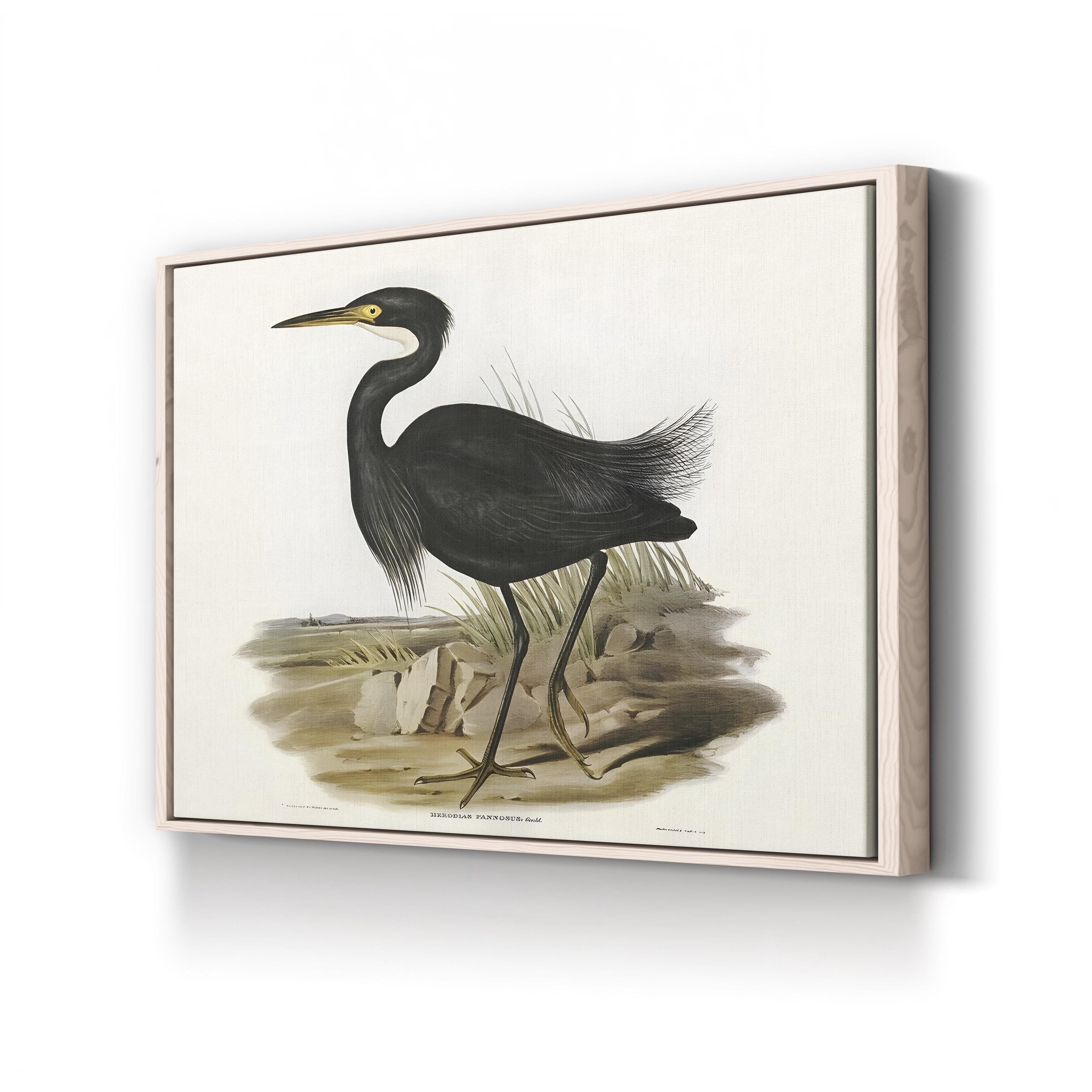 Majestic Waterbird IV Wall Art by Elizabeth Gould – Vintage Ornithological Bird Canvas Print