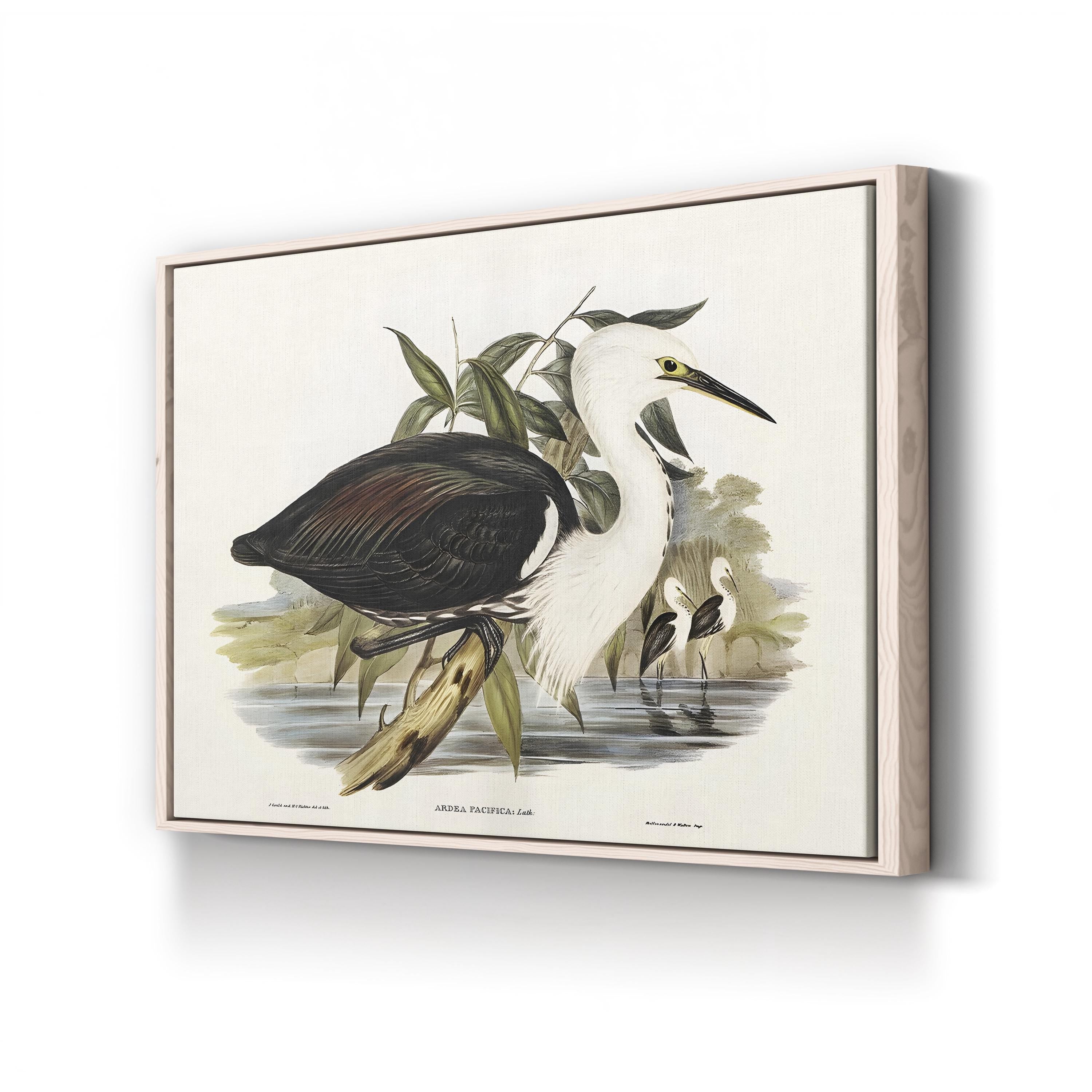 Majestic Waterbird V by Elizabeth Gould