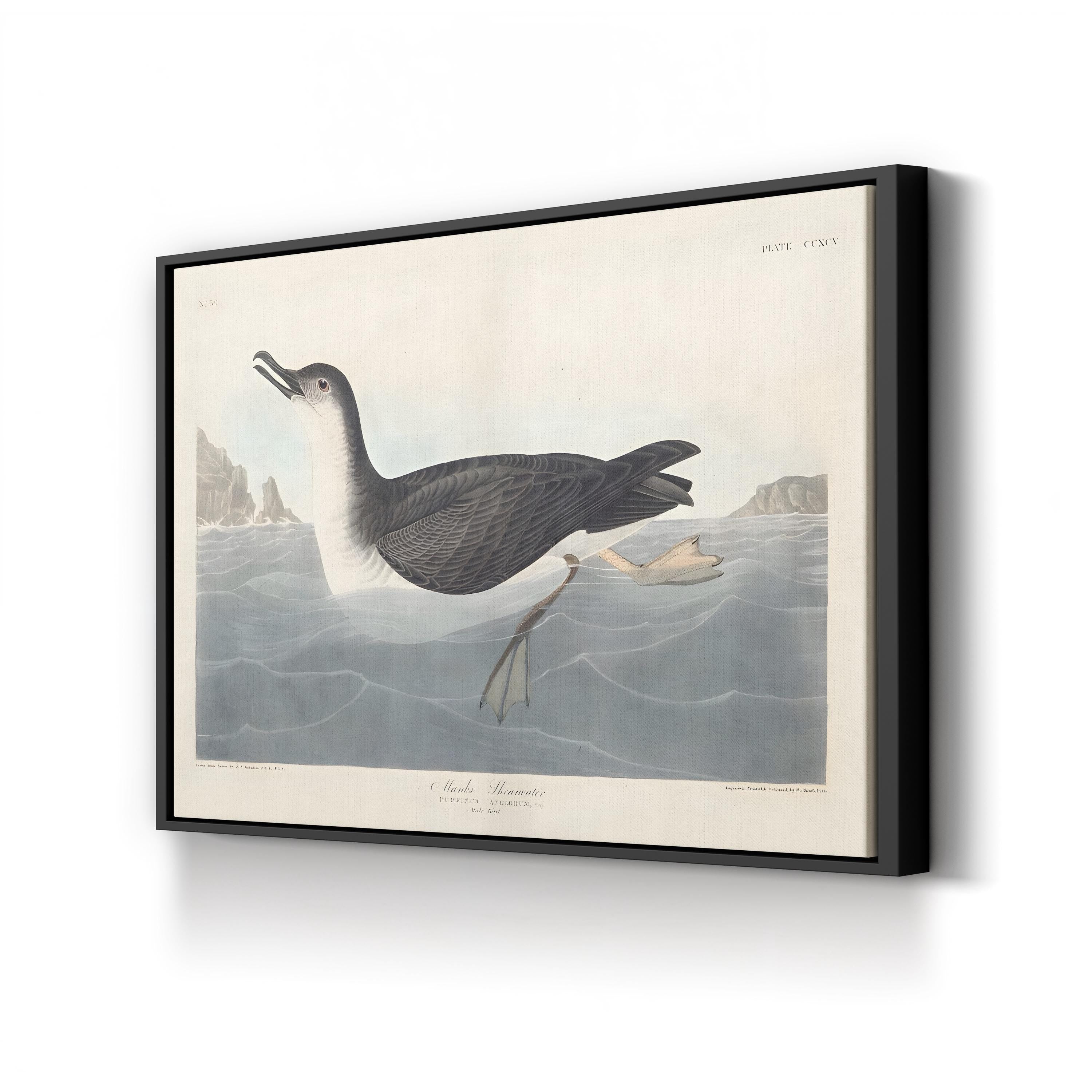 Manks Shearwater Wall Art by John James Audubon
