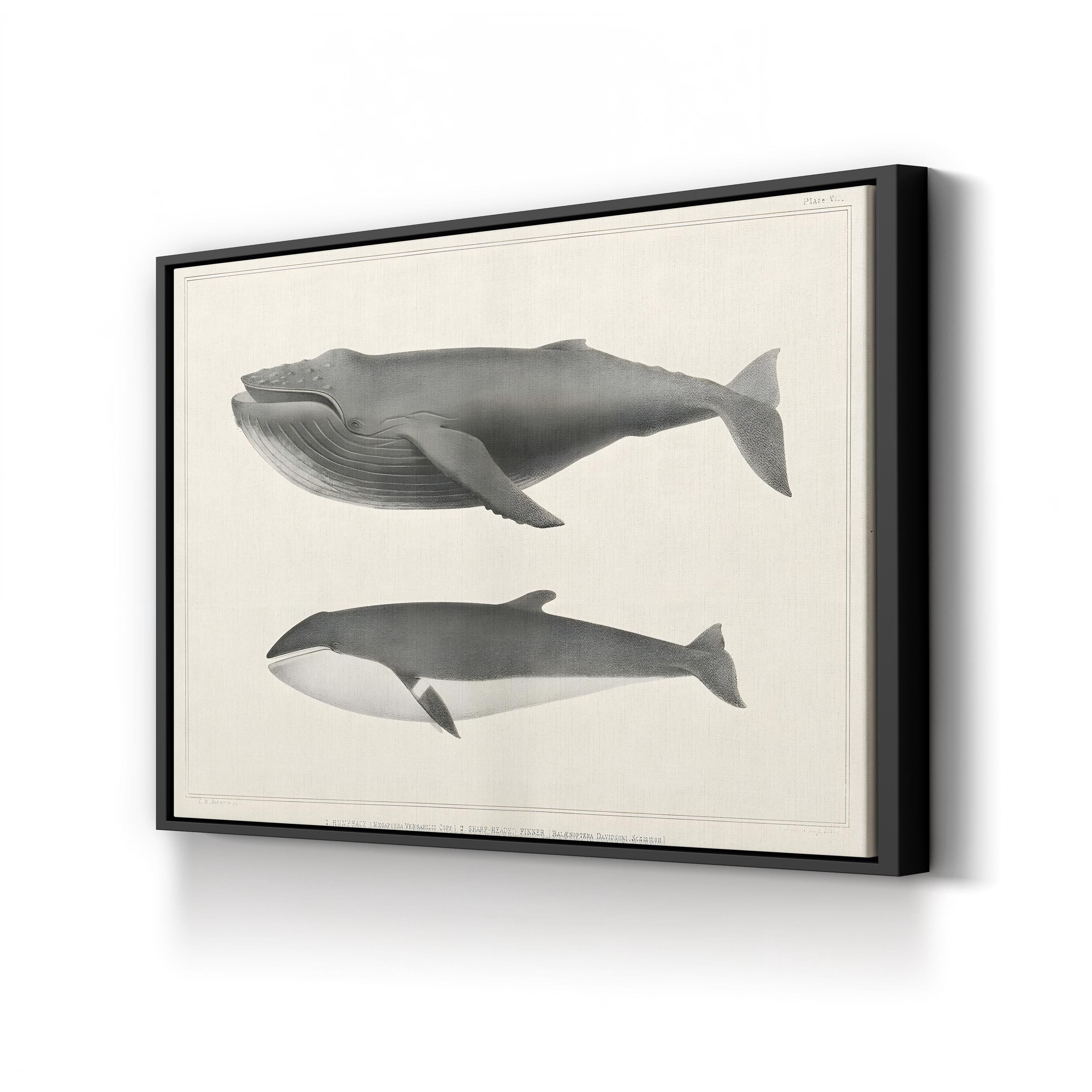 Melville’s Whales II Scientific Study – Charles Melville Scammon Wall Art | Vintage Nautical Canvas Print