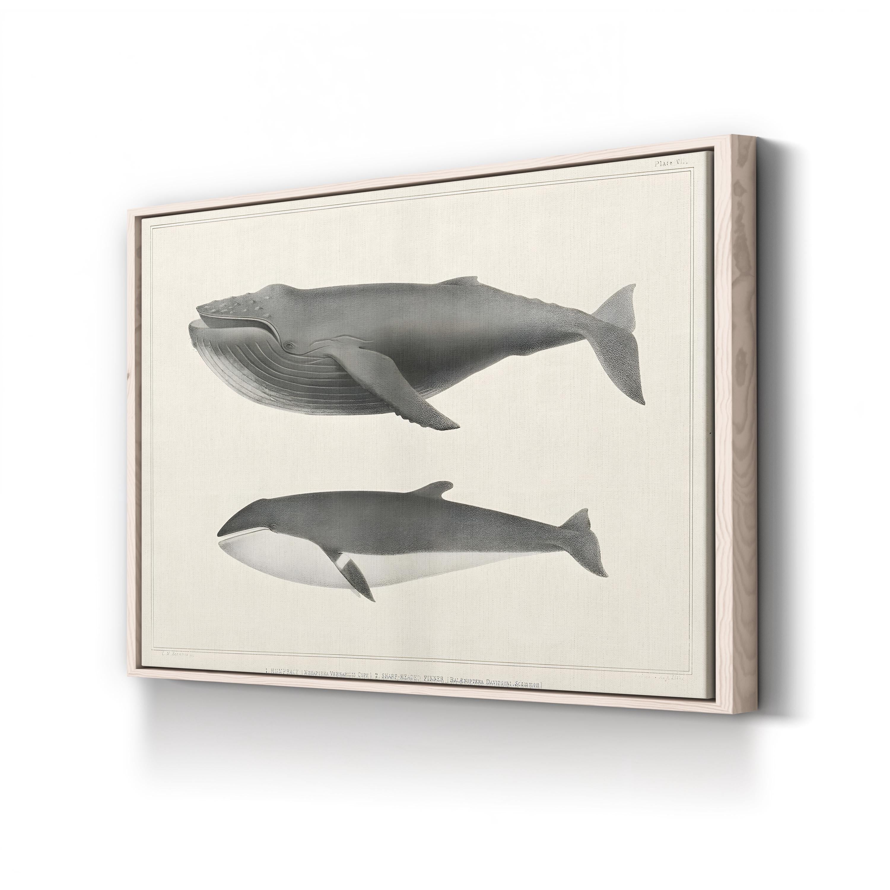 Melville’s Whales II Scientific Study – Charles Melville Scammon Wall Art | Vintage Nautical Canvas Print