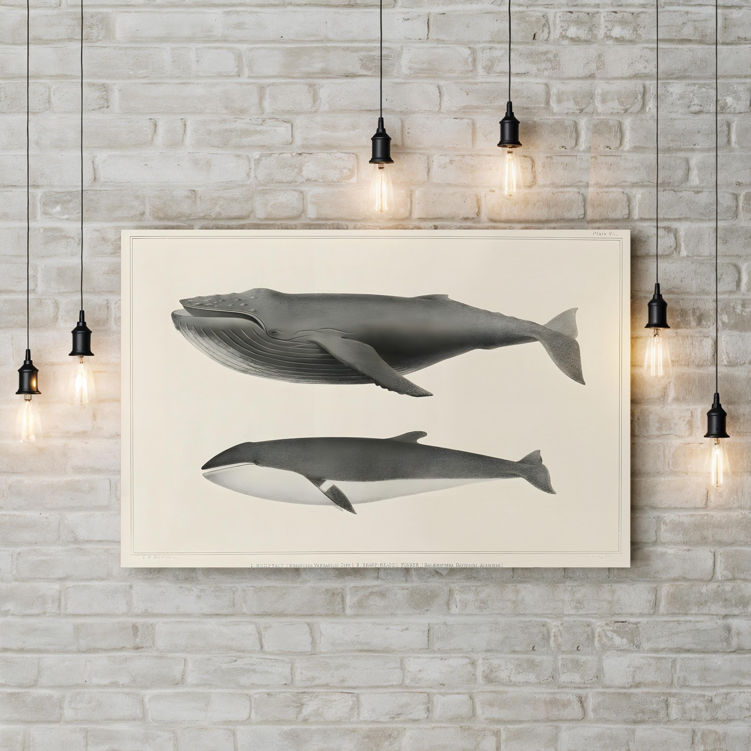 Melville’s Whales II Scientific Study – Charles Melville Scammon Wall Art | Vintage Nautical Canvas Print