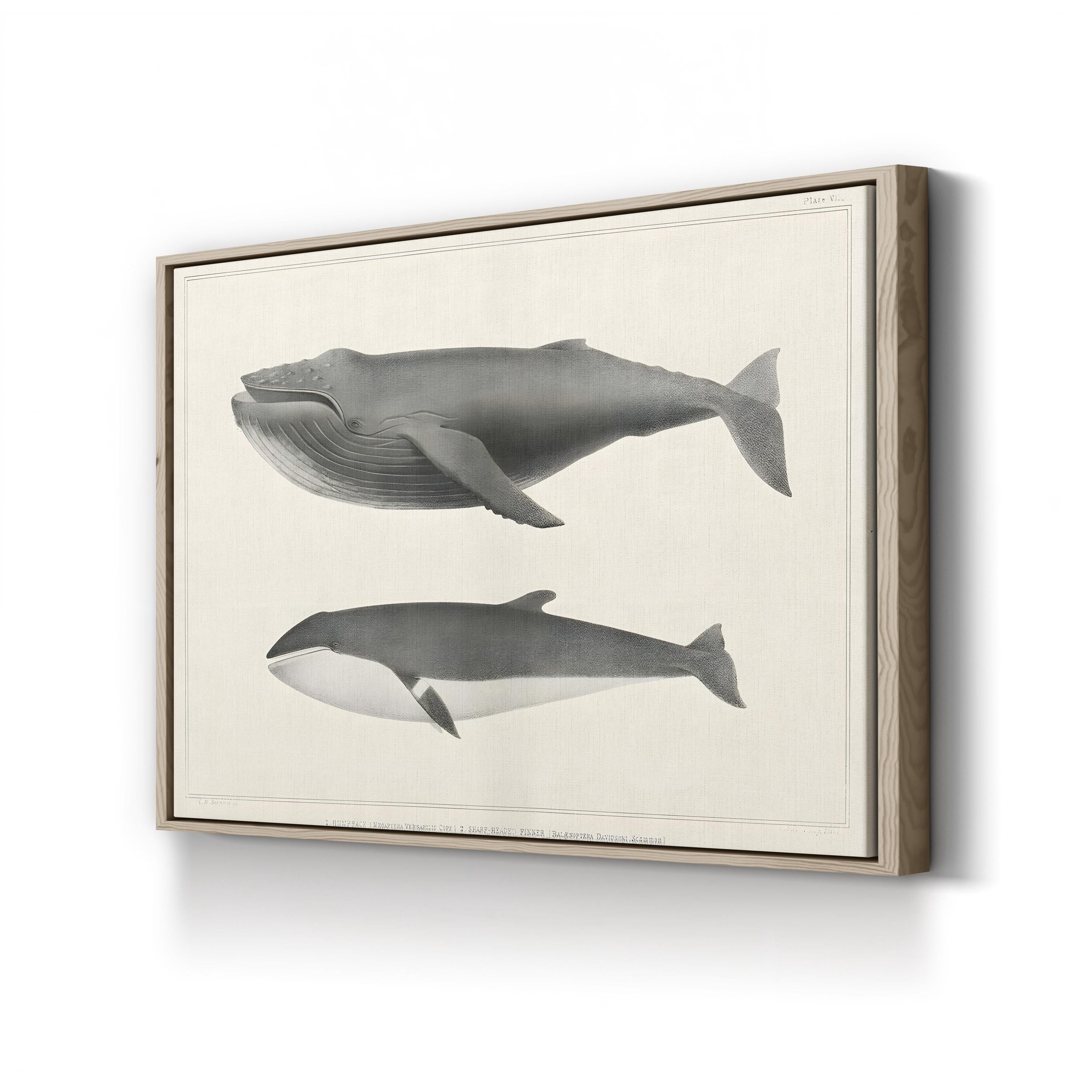 Melville’s Whales II Scientific Study – Charles Melville Scammon Wall Art | Vintage Nautical Canvas Print