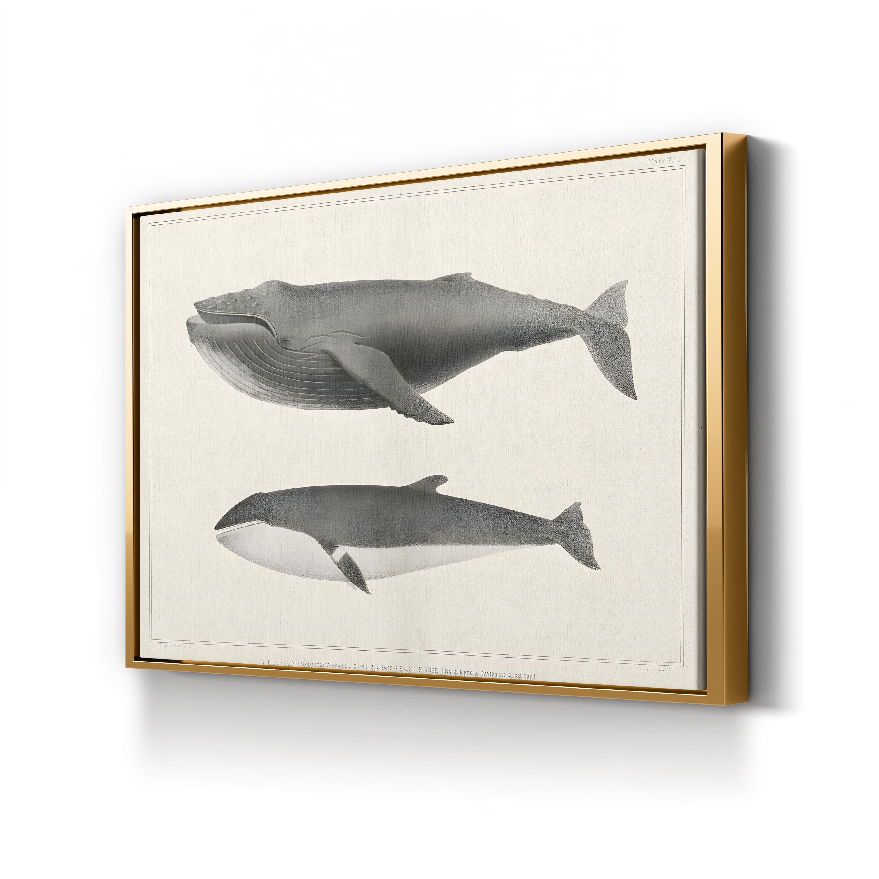 Melville’s Whales II Scientific Study – Charles Melville Scammon Wall Art | Vintage Nautical Canvas Print