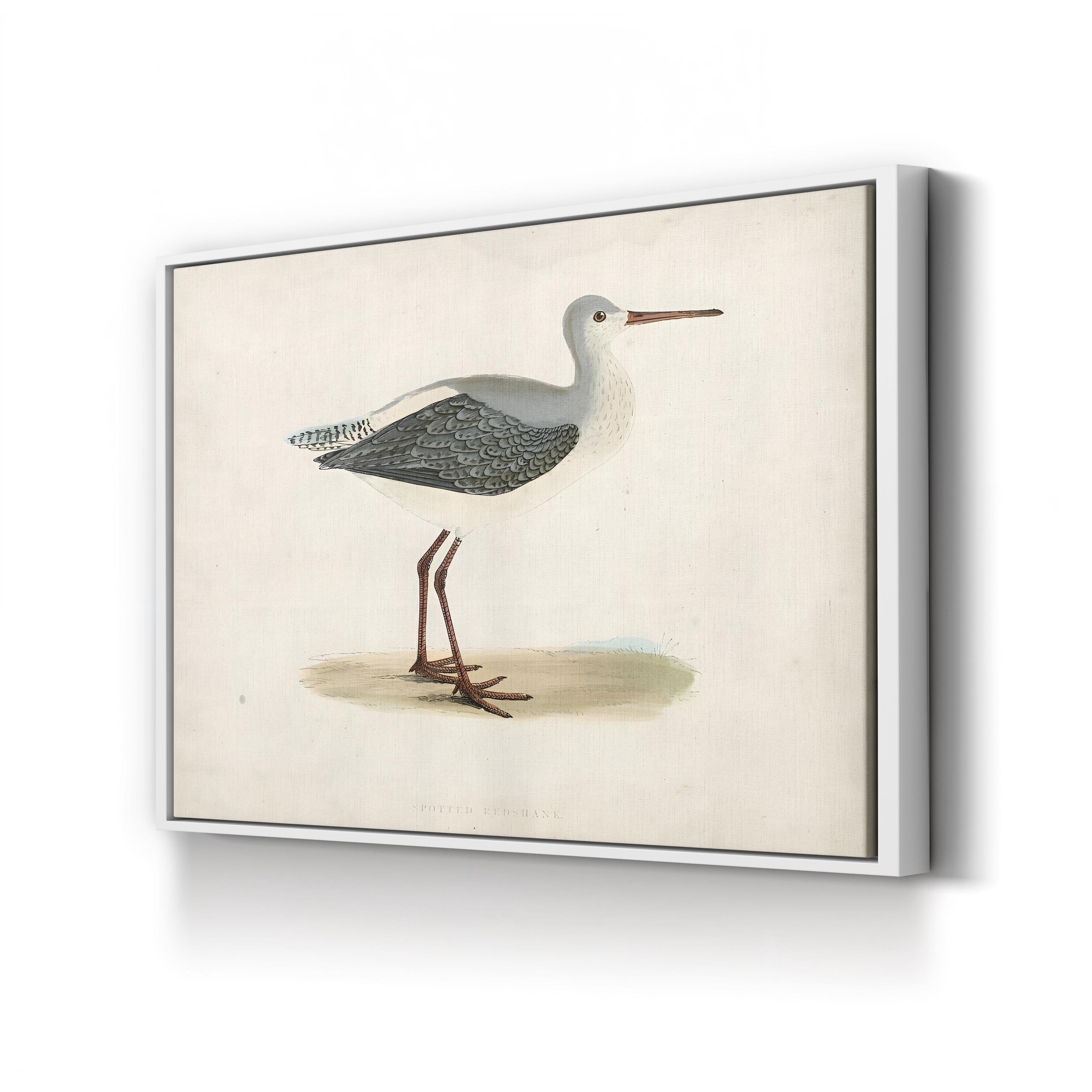 Morris Sandpiper I Canvas Art Print – Vintage Bird Illustration Natural History Wall Art