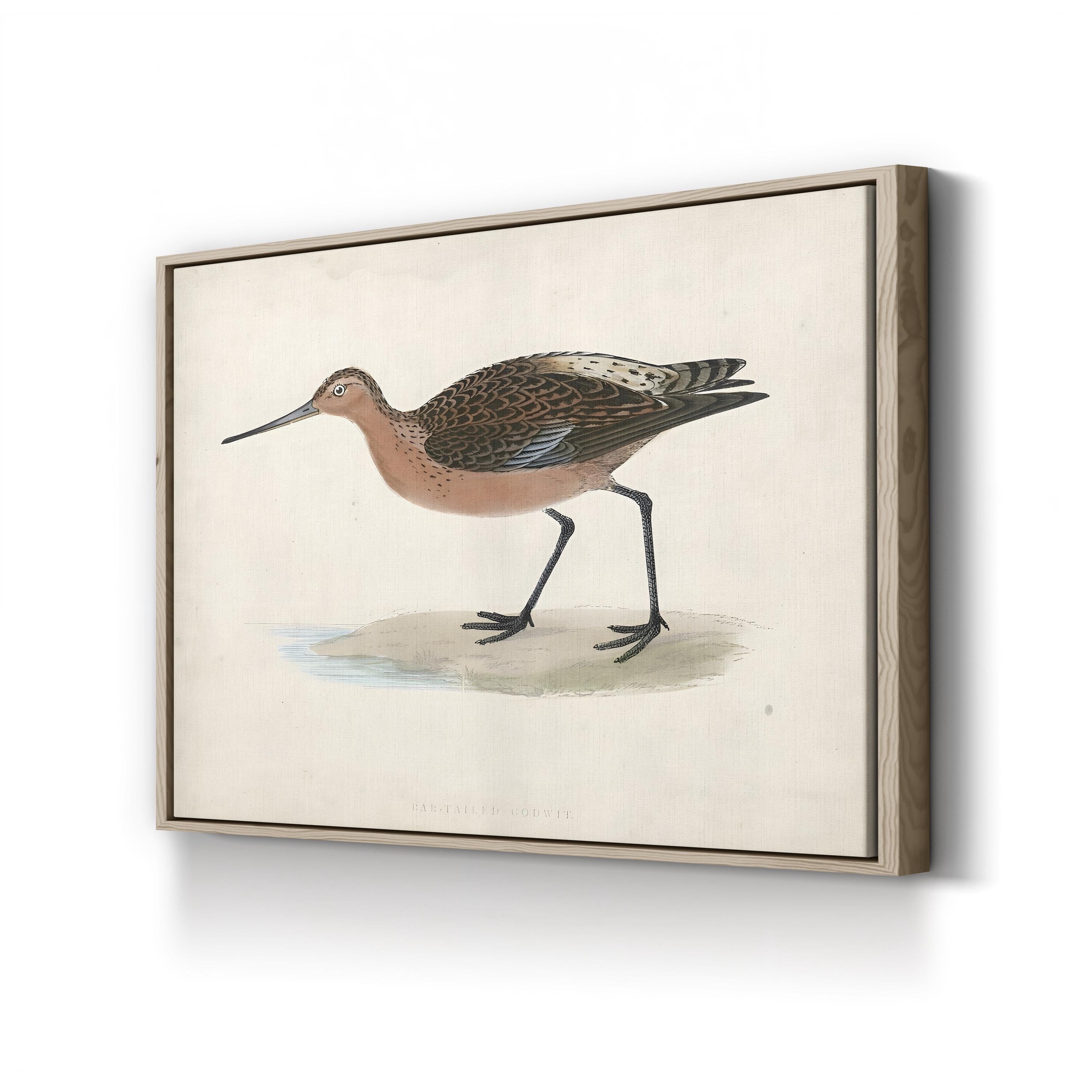 Bar-Tailed Godwit, by Rev. Francis Orpen Morris canvas print in Oak frame
