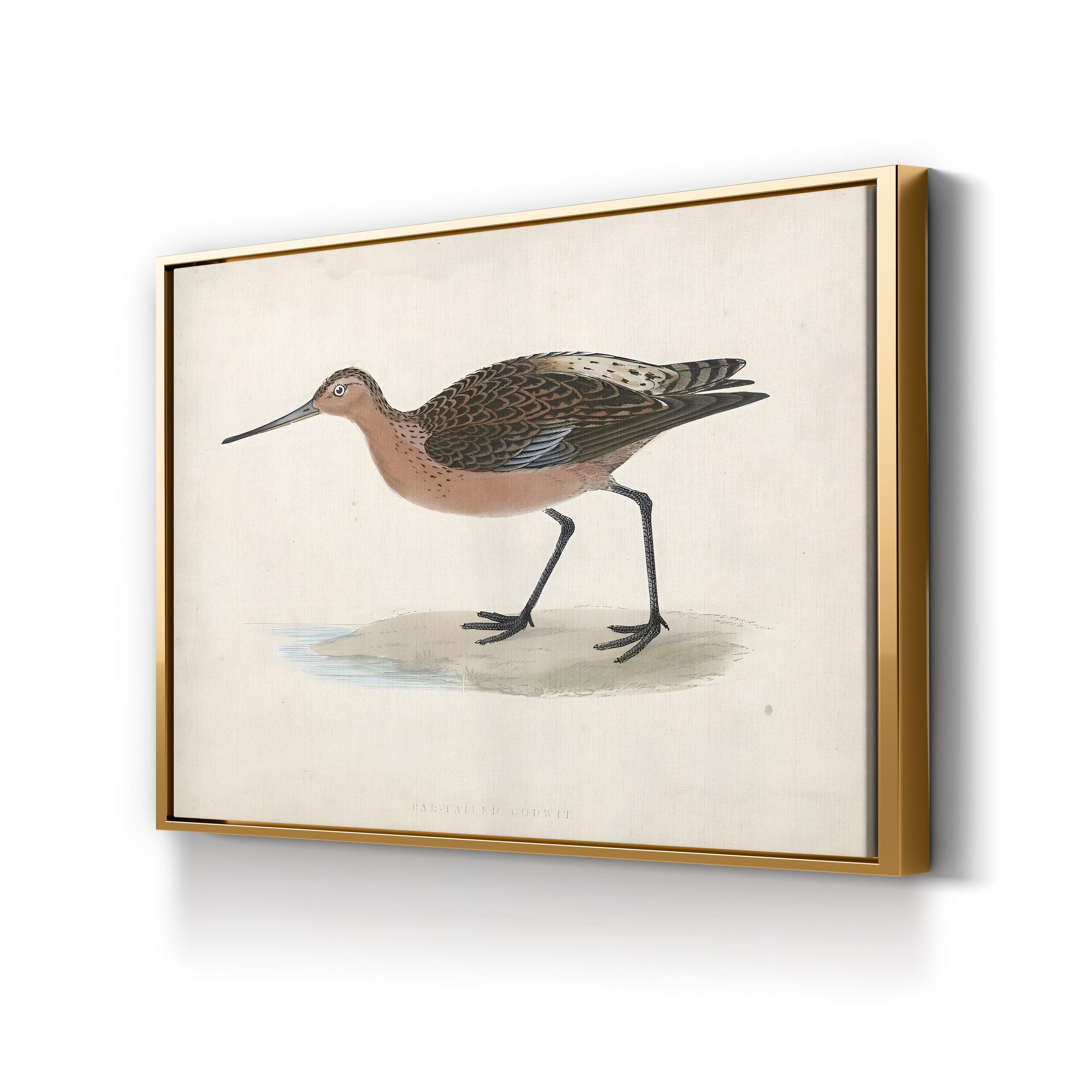 Bar-Tailed Godwit, by Rev. Francis Orpen Morris canvas print in Gold frame