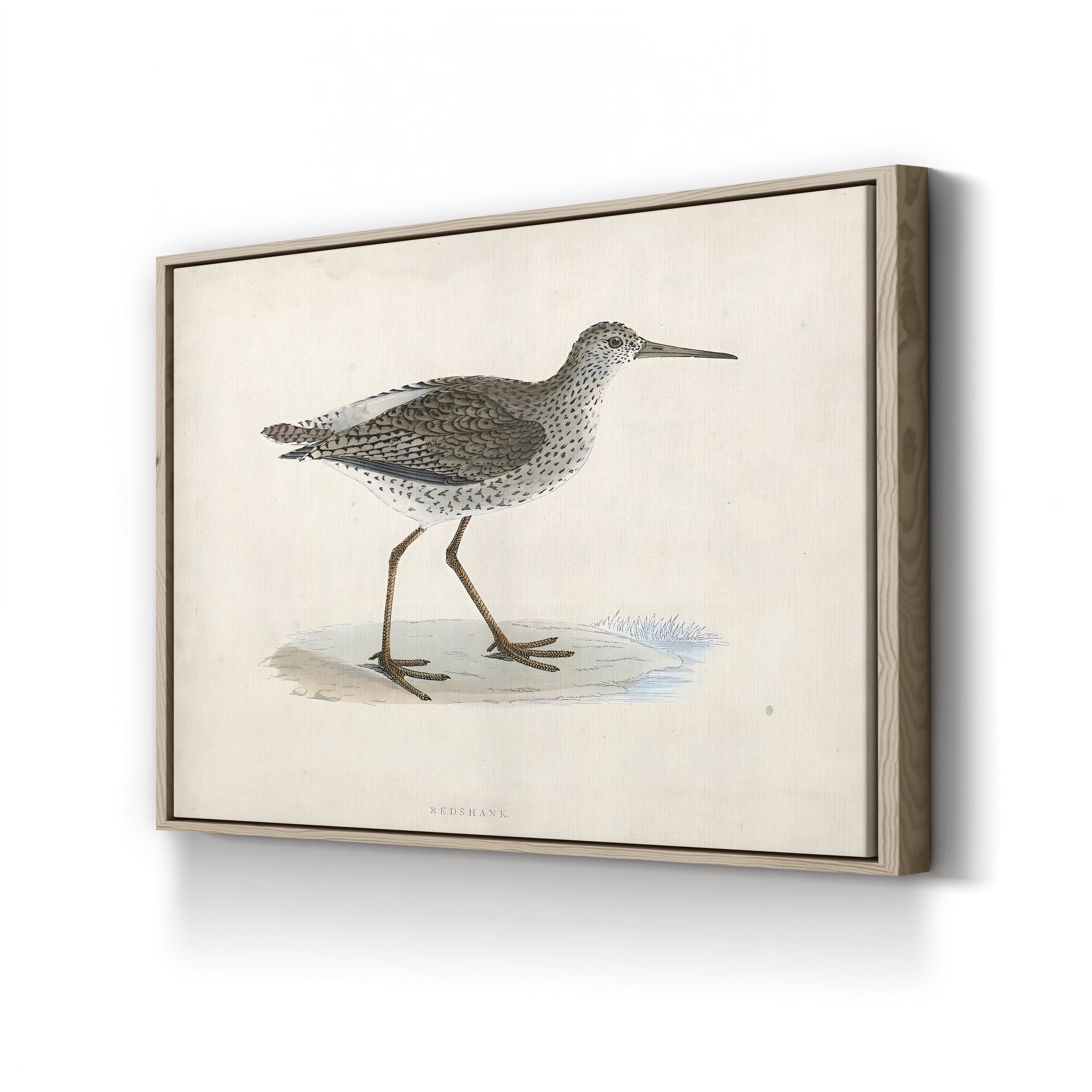 Vintage Sandpiper, Neutral Tones – Period Illustration Wall Art | Coastal Canvas Print