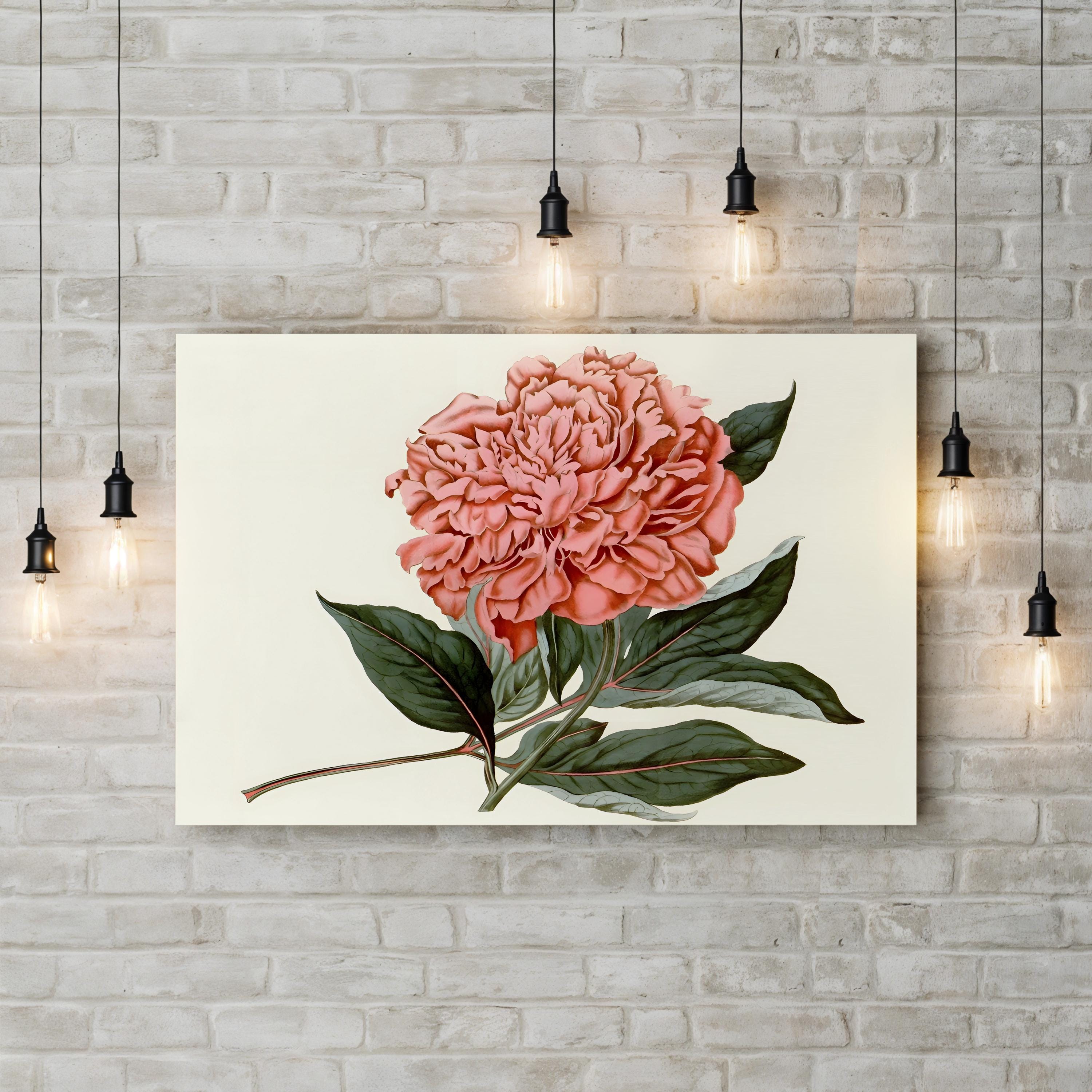 Peony Blush II – Vintage Botanical Floral Wall Art by Curtis Art