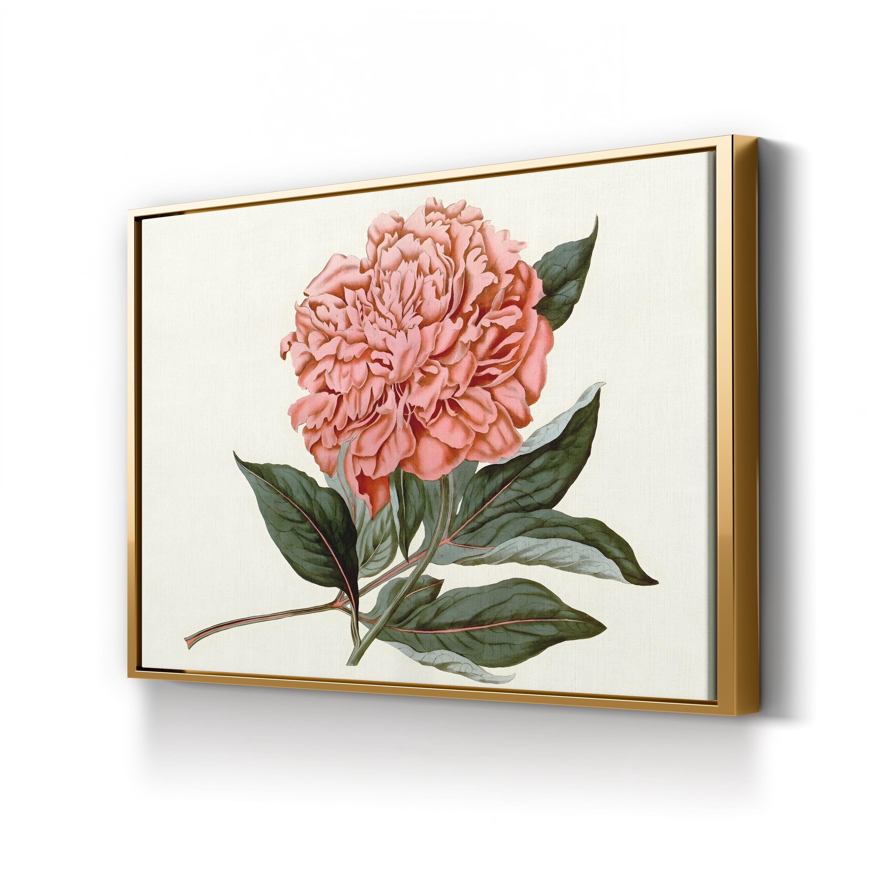 Peony Blush II – Vintage Botanical Floral Wall Art by Curtis Art