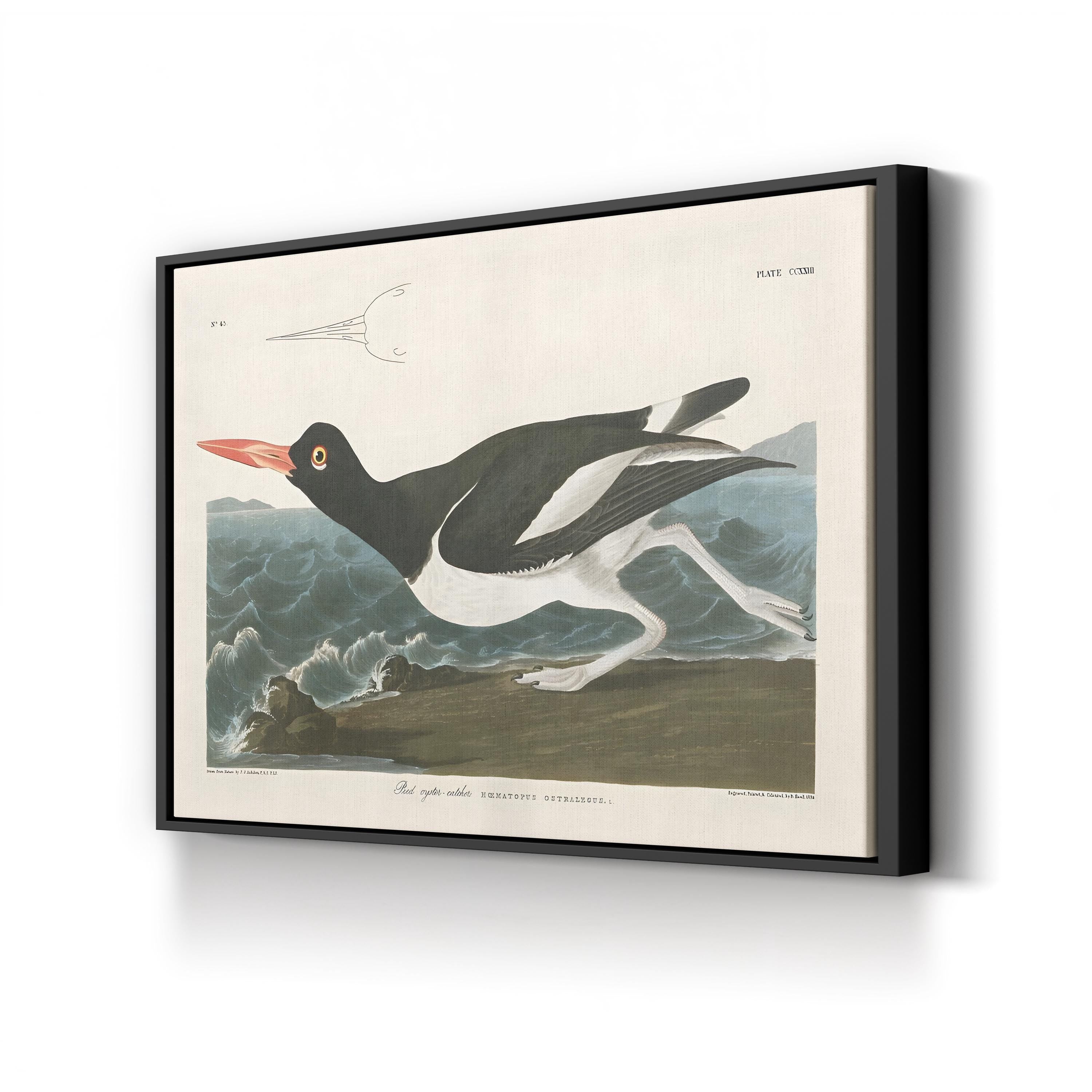 Pied Oystercatcher Wall Art by John James Audubon – Vintage Coastal Bird Illustration