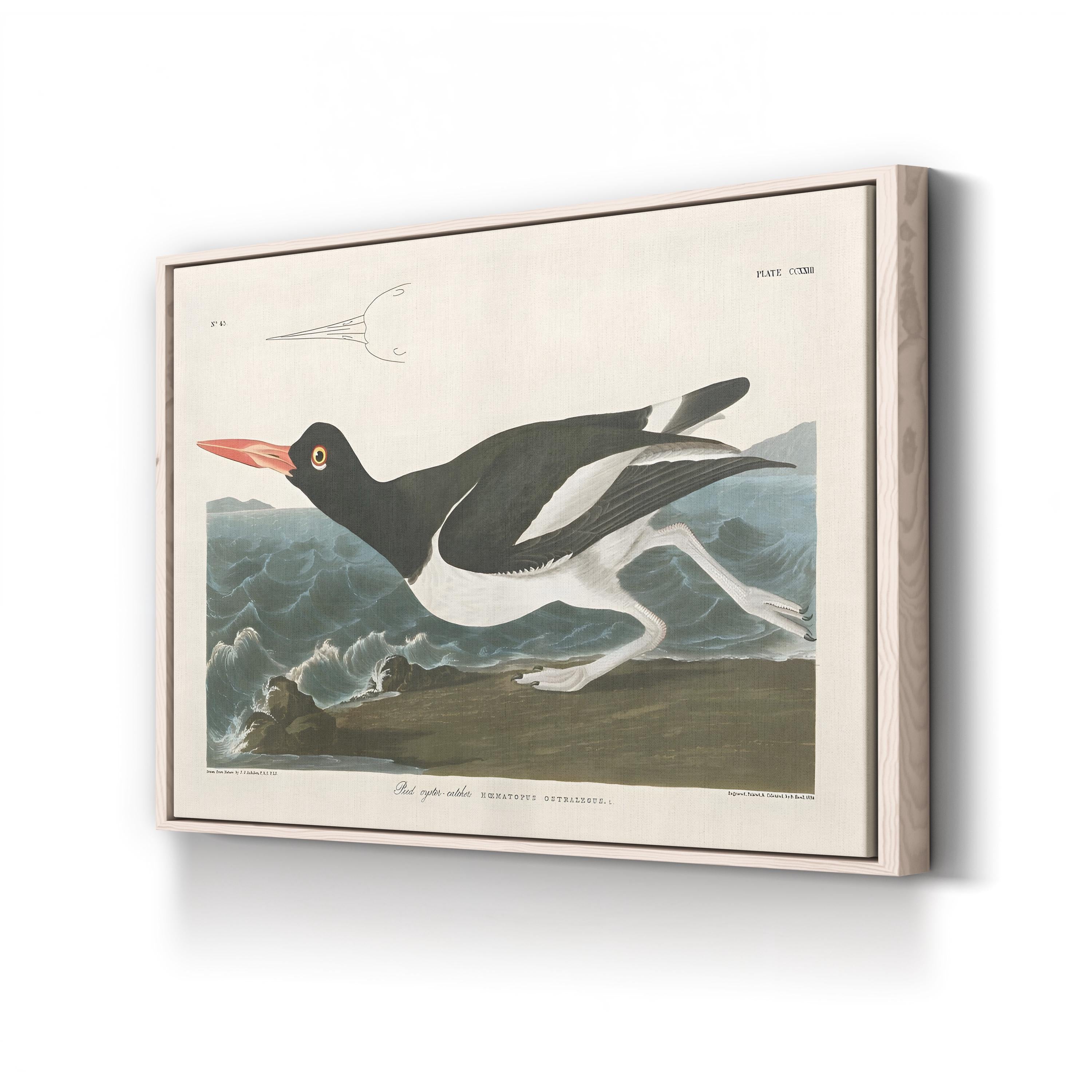 Pied Oystercatcher Wall Art by John James Audubon – Vintage Coastal Bird Illustration