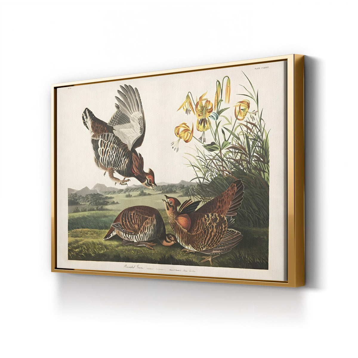 Pinnated Grouse, c. 1834 by John James Audubon canvas print in Gold Framed Canvas