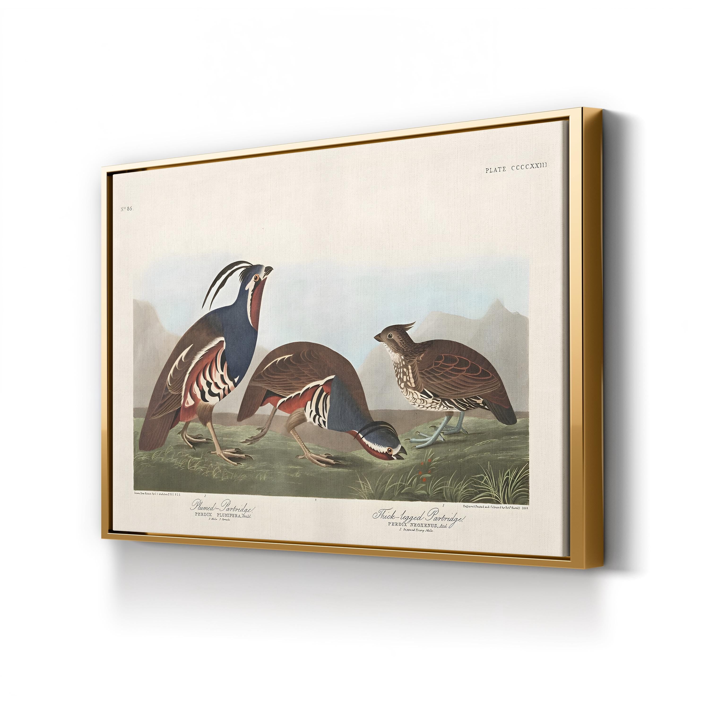 Vintage Quail Bird – Period Illustration Wall Art | Antique Wildlife Canvas Print