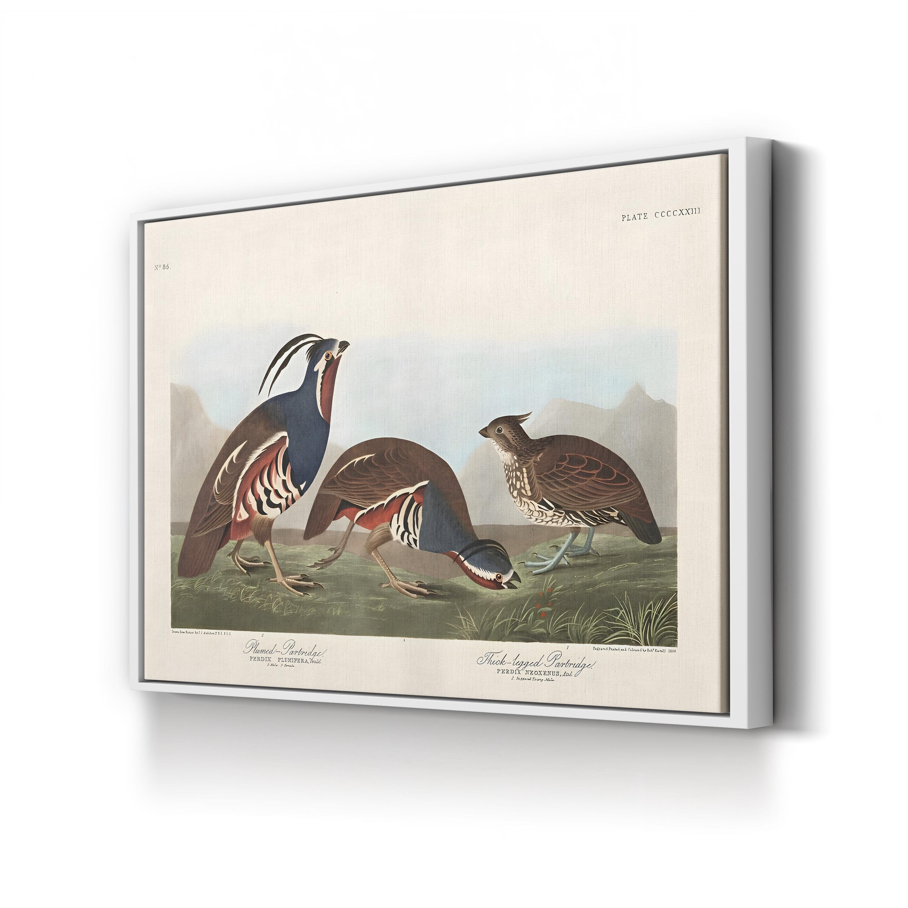 Vintage Quail Bird – Period Illustration Wall Art | Antique Wildlife Canvas Print