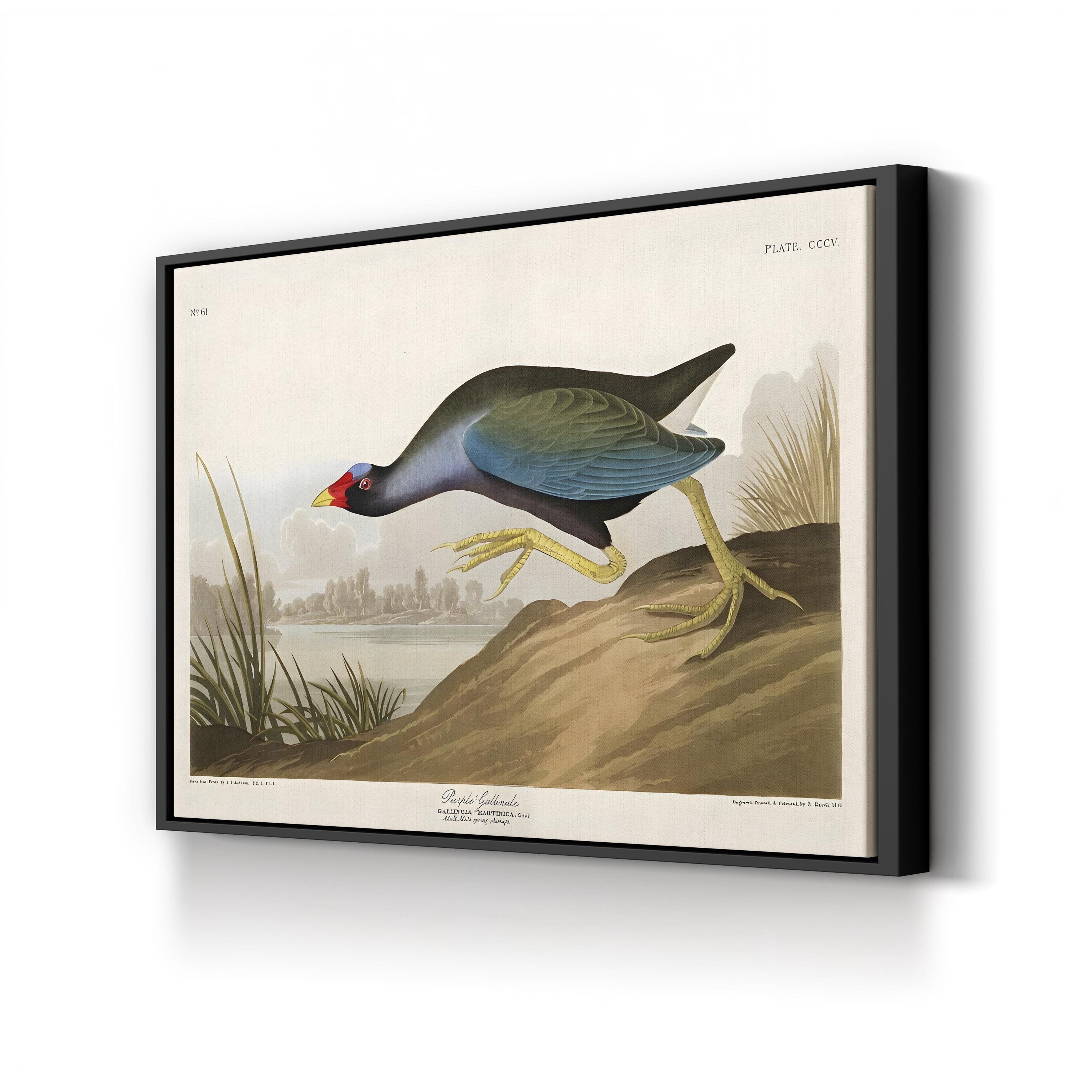 Purple Ganaule Audubon Vintage Bird Illustration Artwork by John James Audubon