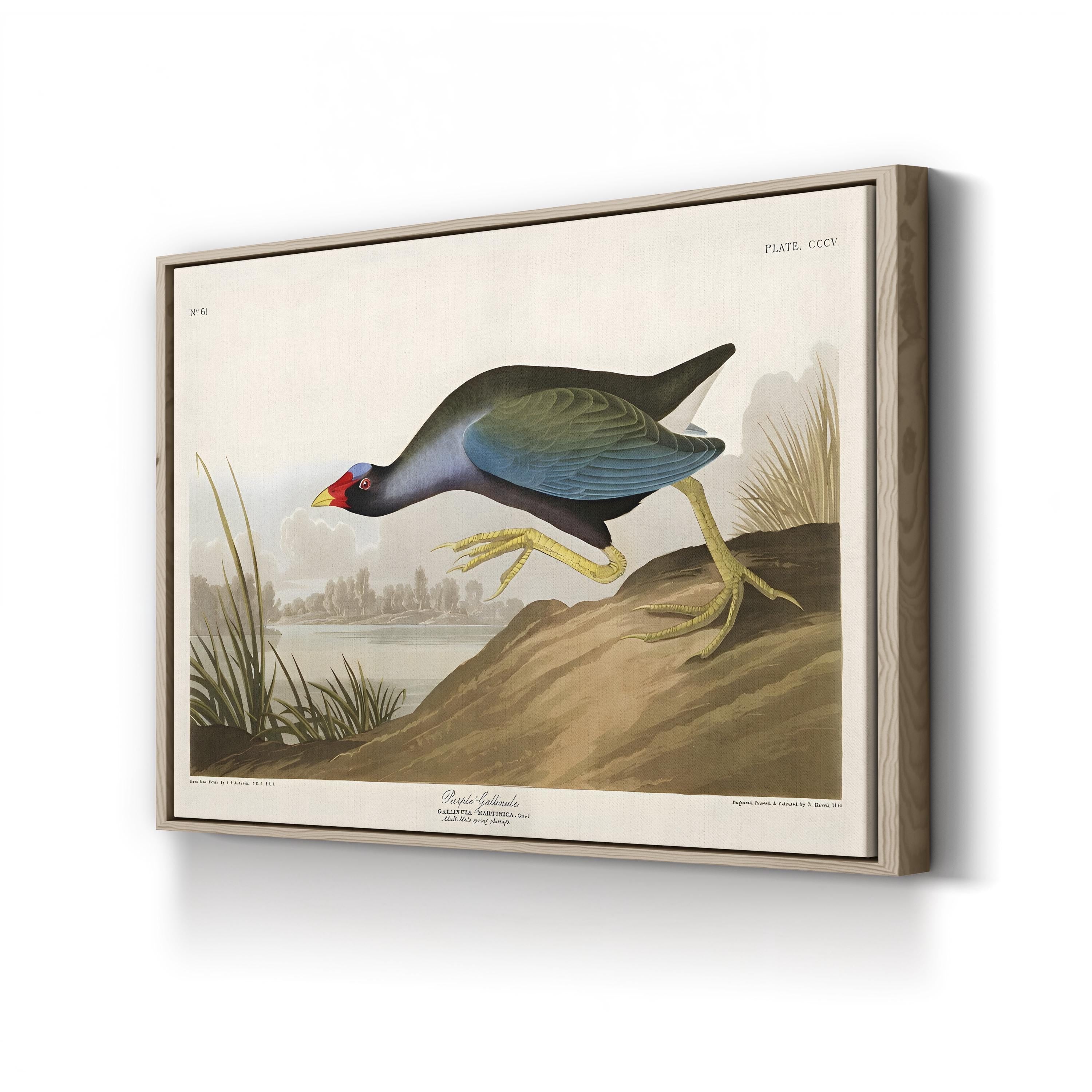 Purple Ganaule Audubon Vintage Bird Illustration Artwork by John James Audubon