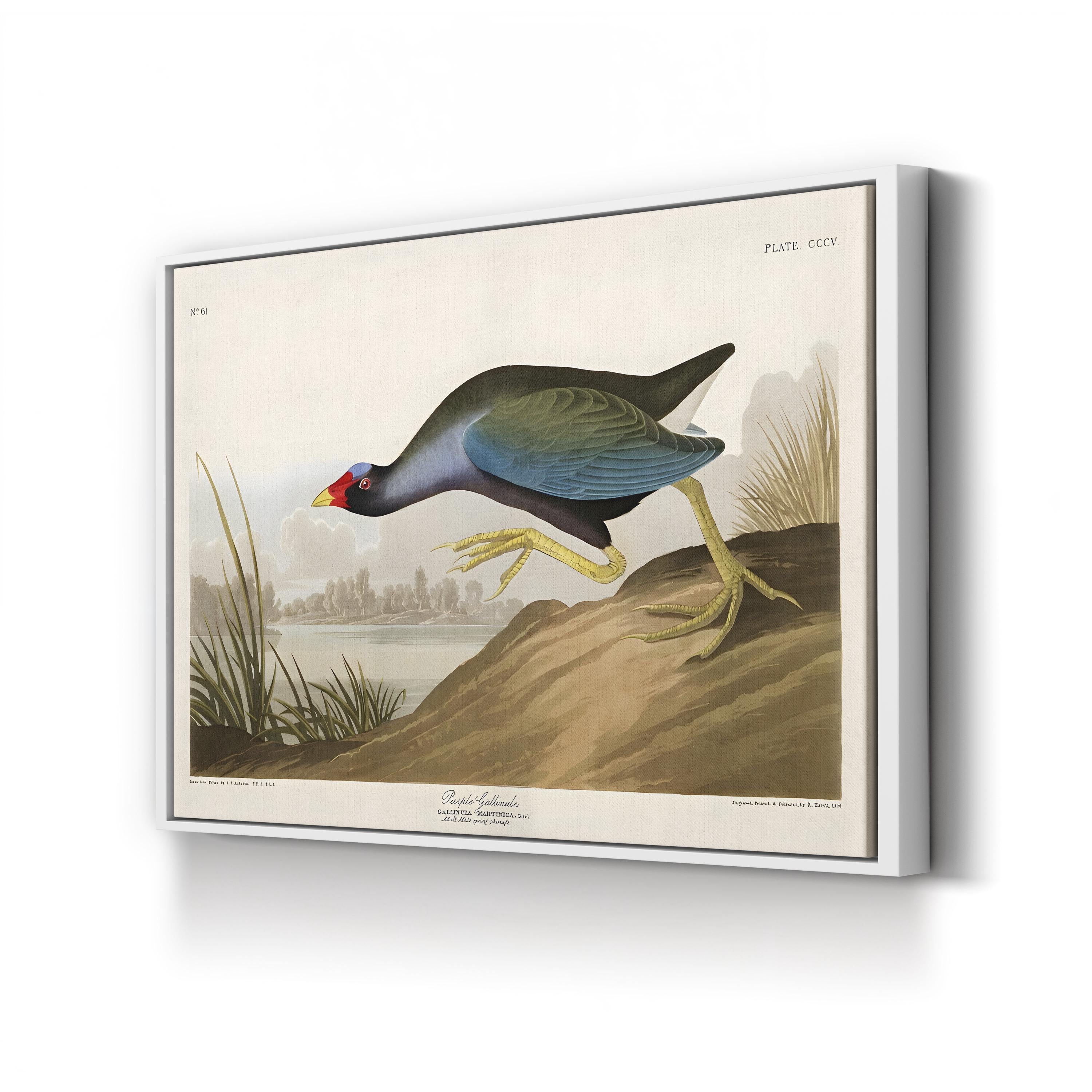 Purple Ganaule Audubon Vintage Bird Illustration Artwork by John James Audubon
