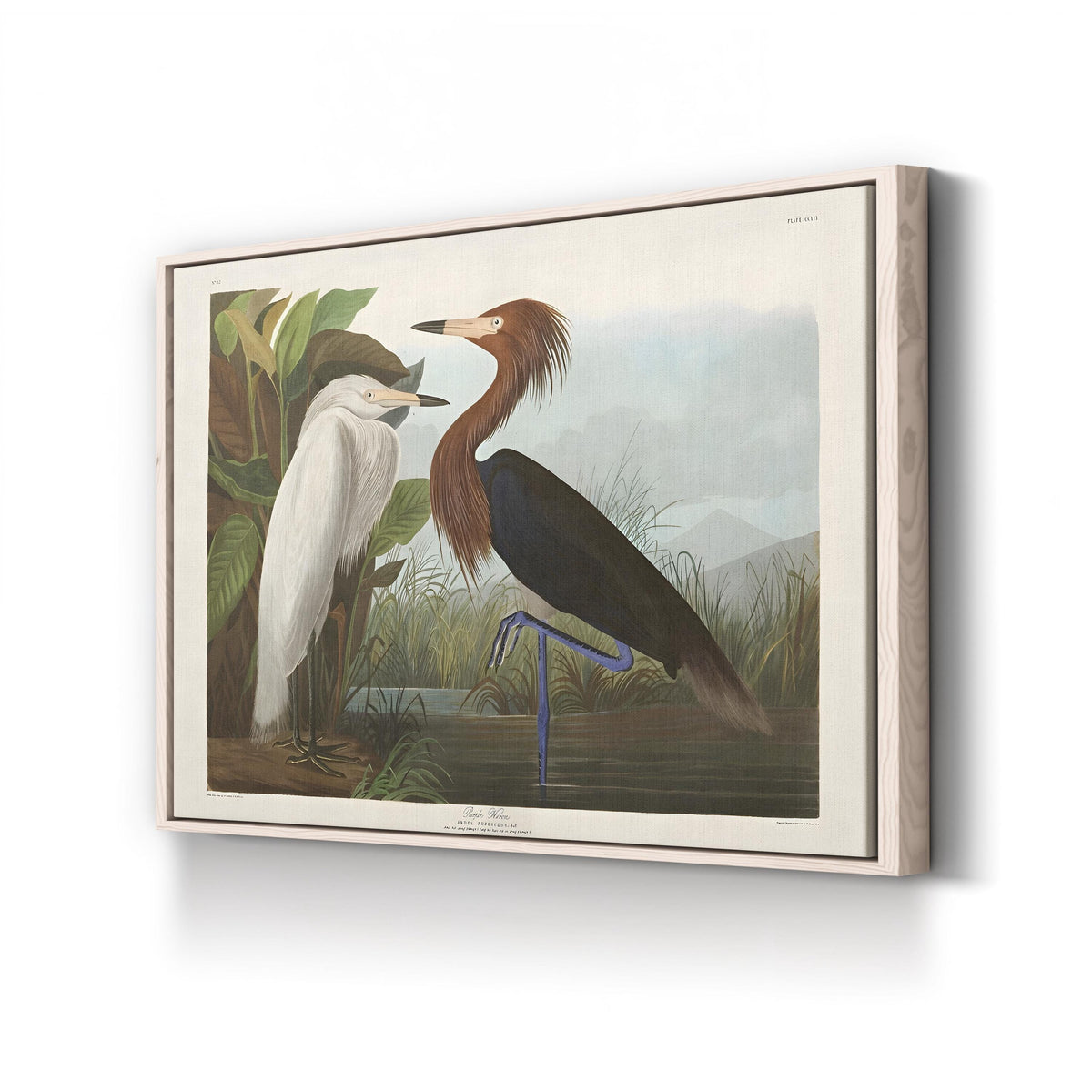 Purple Heron, by John James Audubon canvas print in Natural frame
