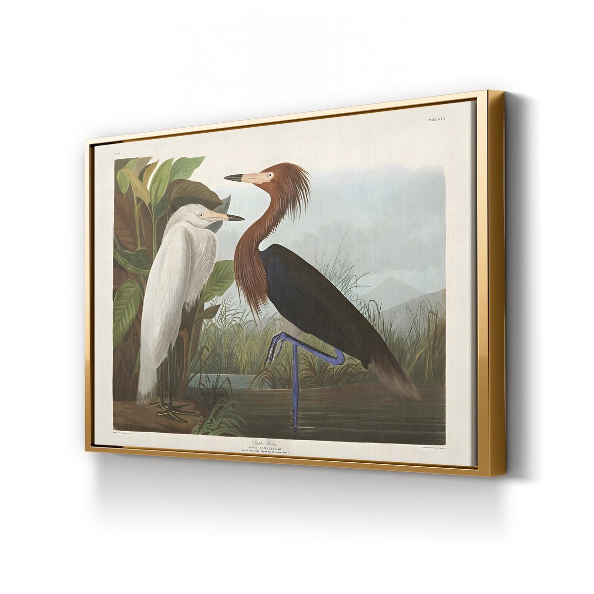 Purple Heron, by John James Audubon canvas print in Gold frame
