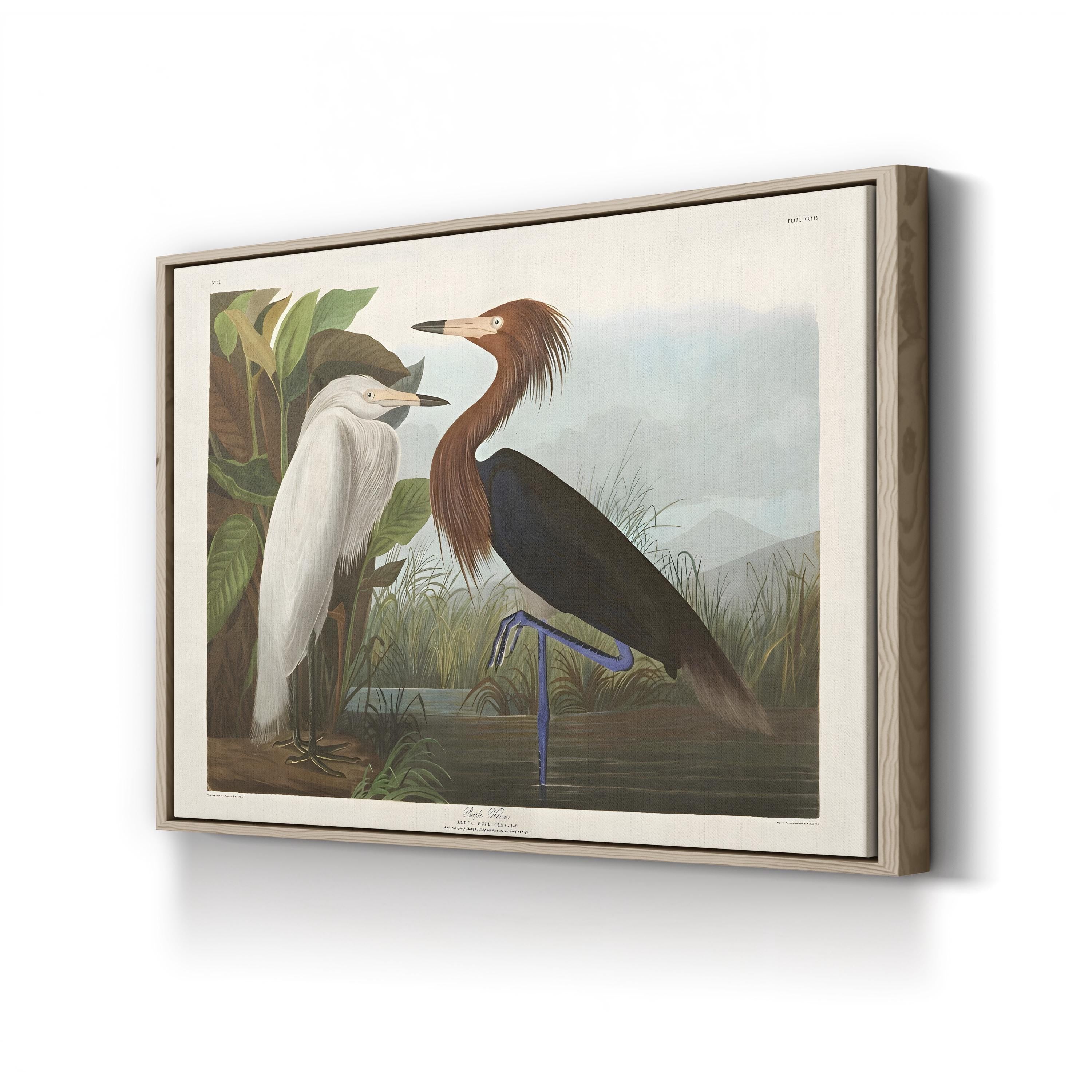 Purple & White Herons – Period Illustration Wall Art | 19th-Century Bird Canvas Print