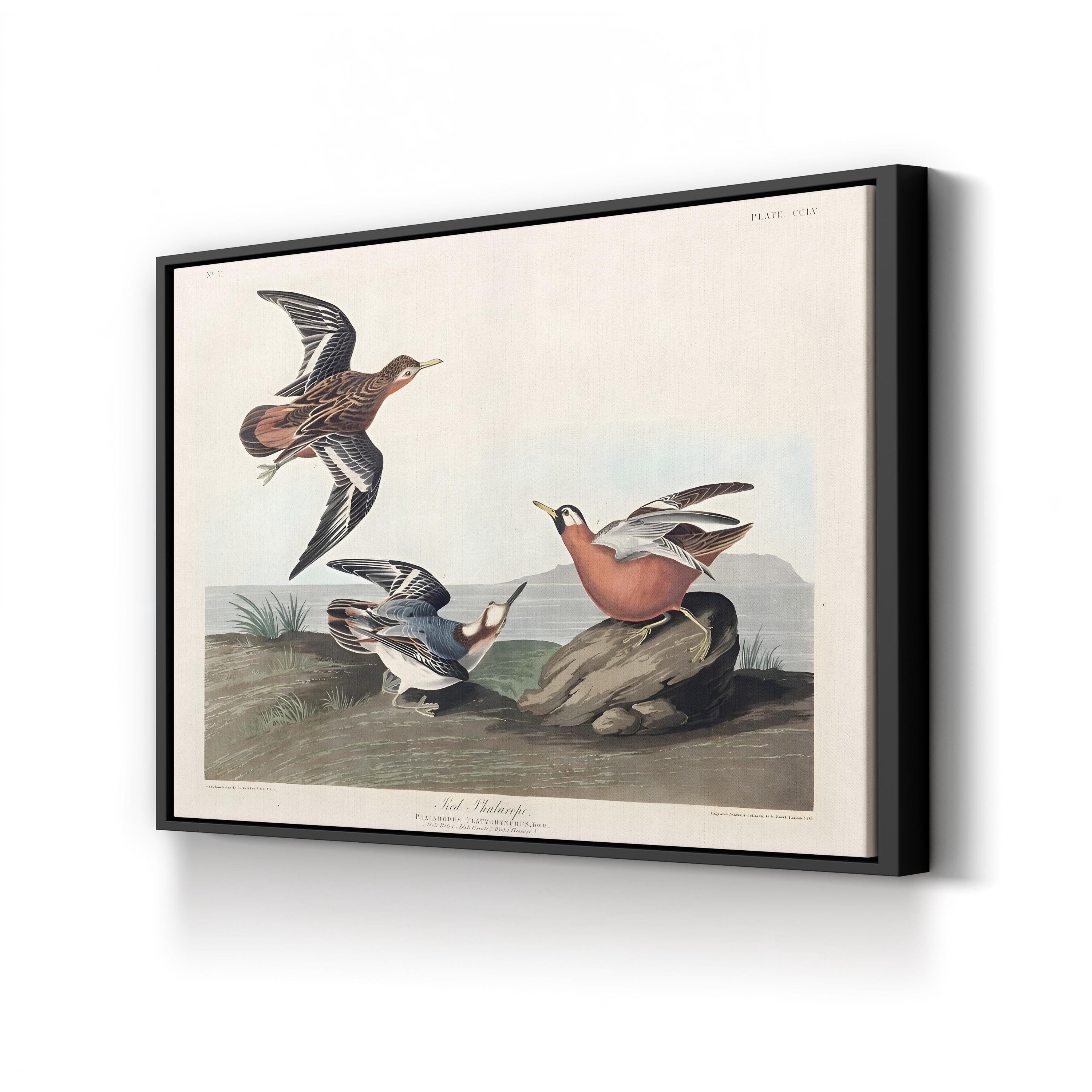 Red Phalarope Wall Art – Audubon Vintage Wildlife Bird Illustration Print