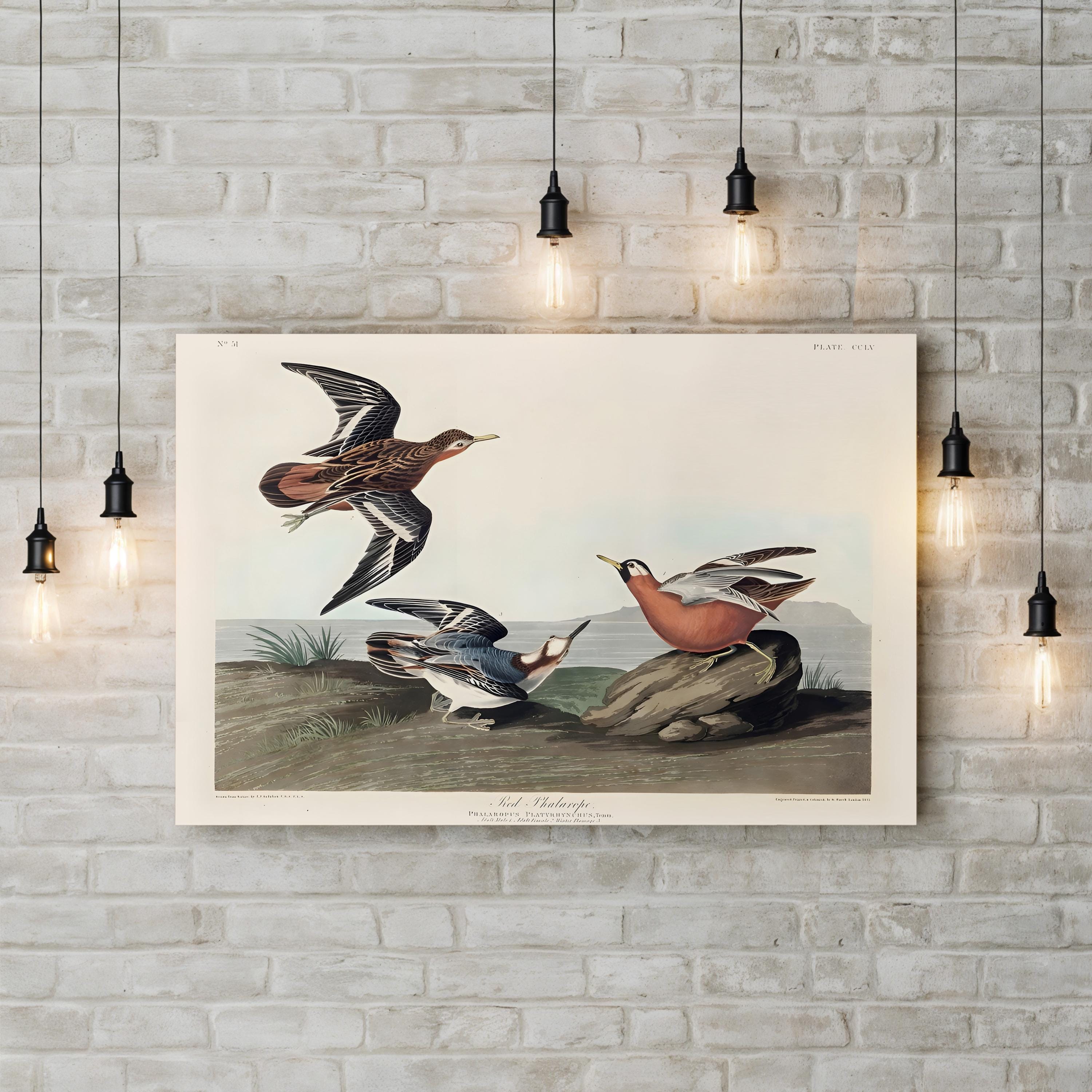 Red Phalarope Wall Art – Audubon Vintage Wildlife Bird Illustration Print