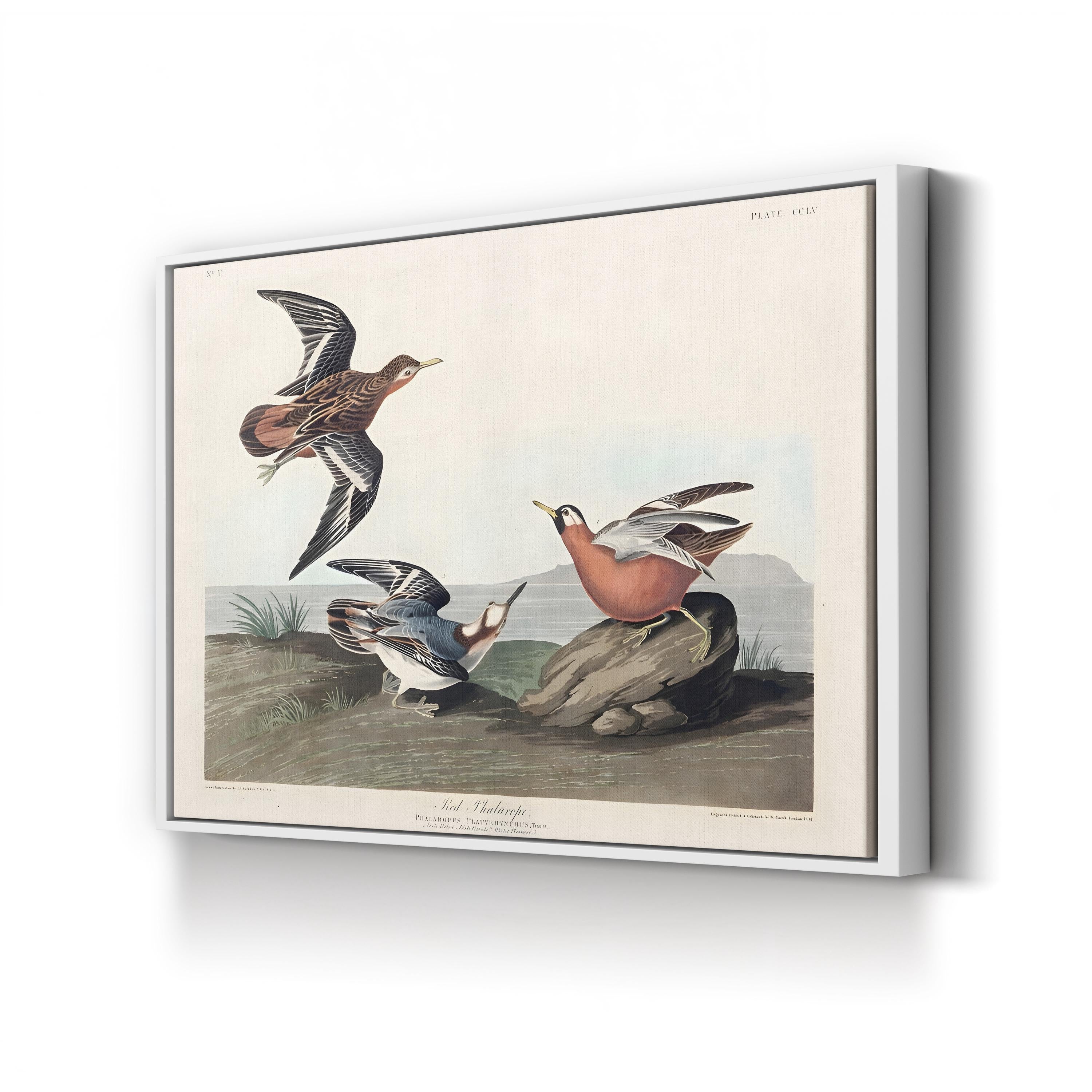 Red Phalarope Wall Art – Audubon Vintage Wildlife Bird Illustration Print
