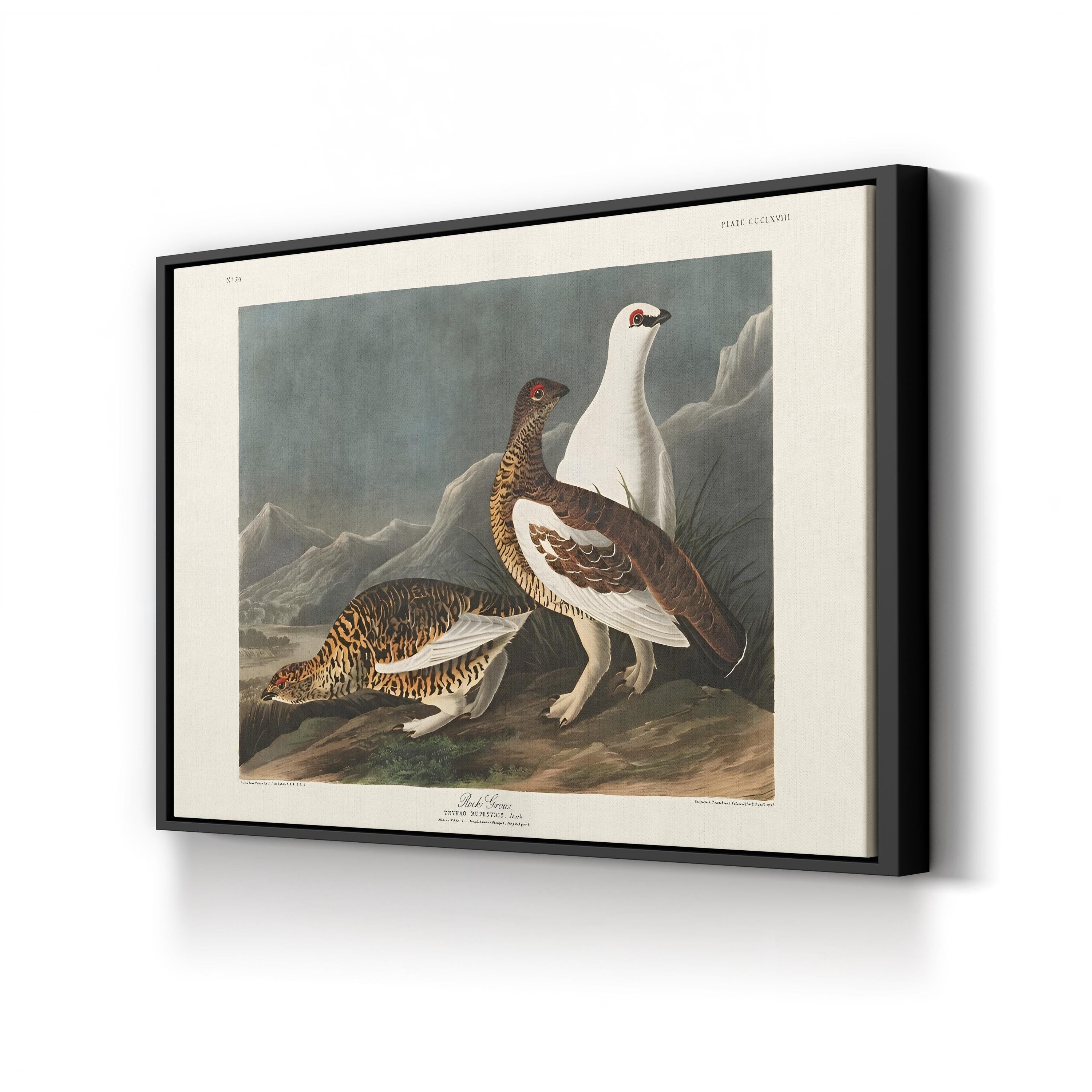 Vintage Rock Grouse – Period Illustration Wall Art | 19th-Century Wildlife Canvas Print
