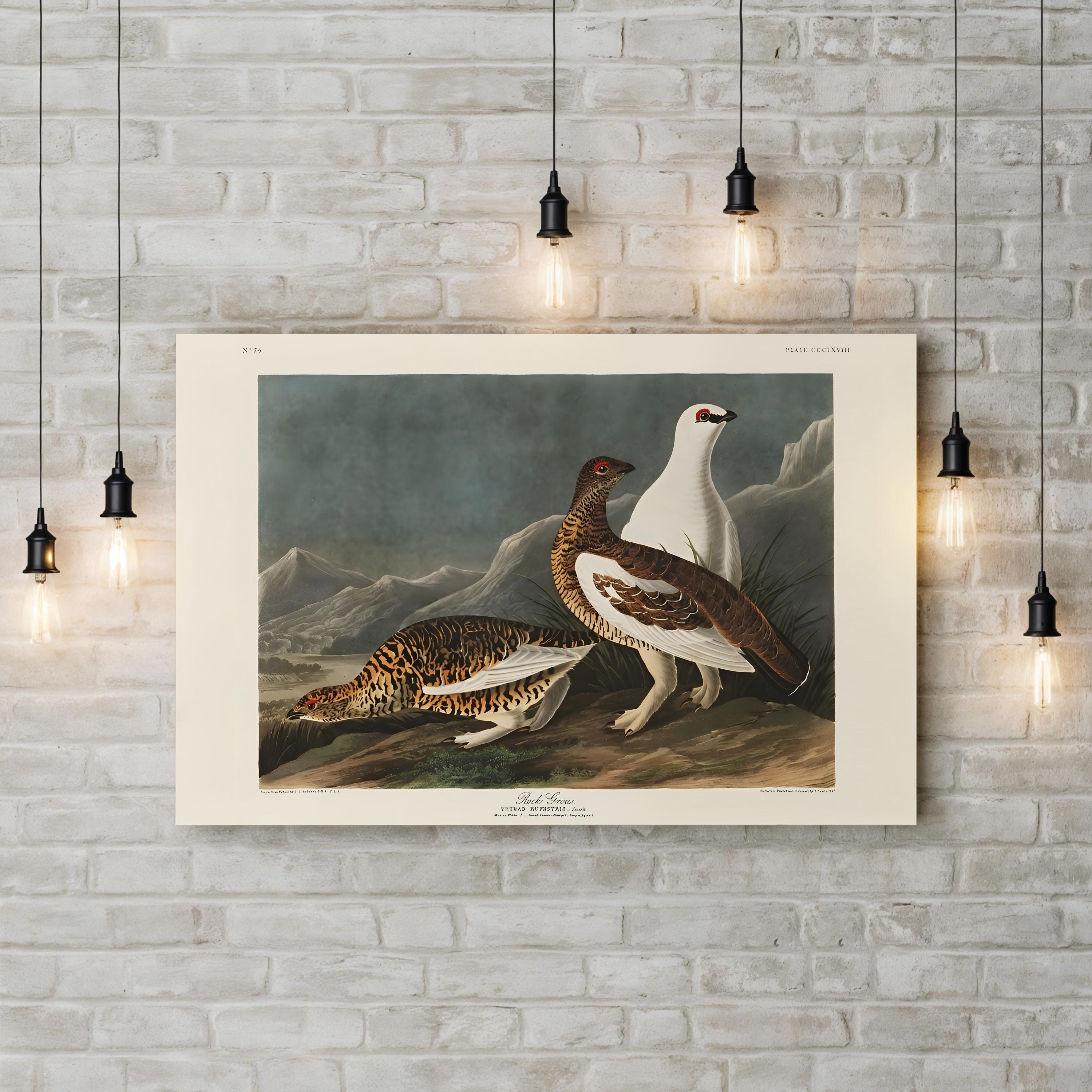 Vintage Rock Grouse – Period Illustration Wall Art | 19th-Century Wildlife Canvas Print