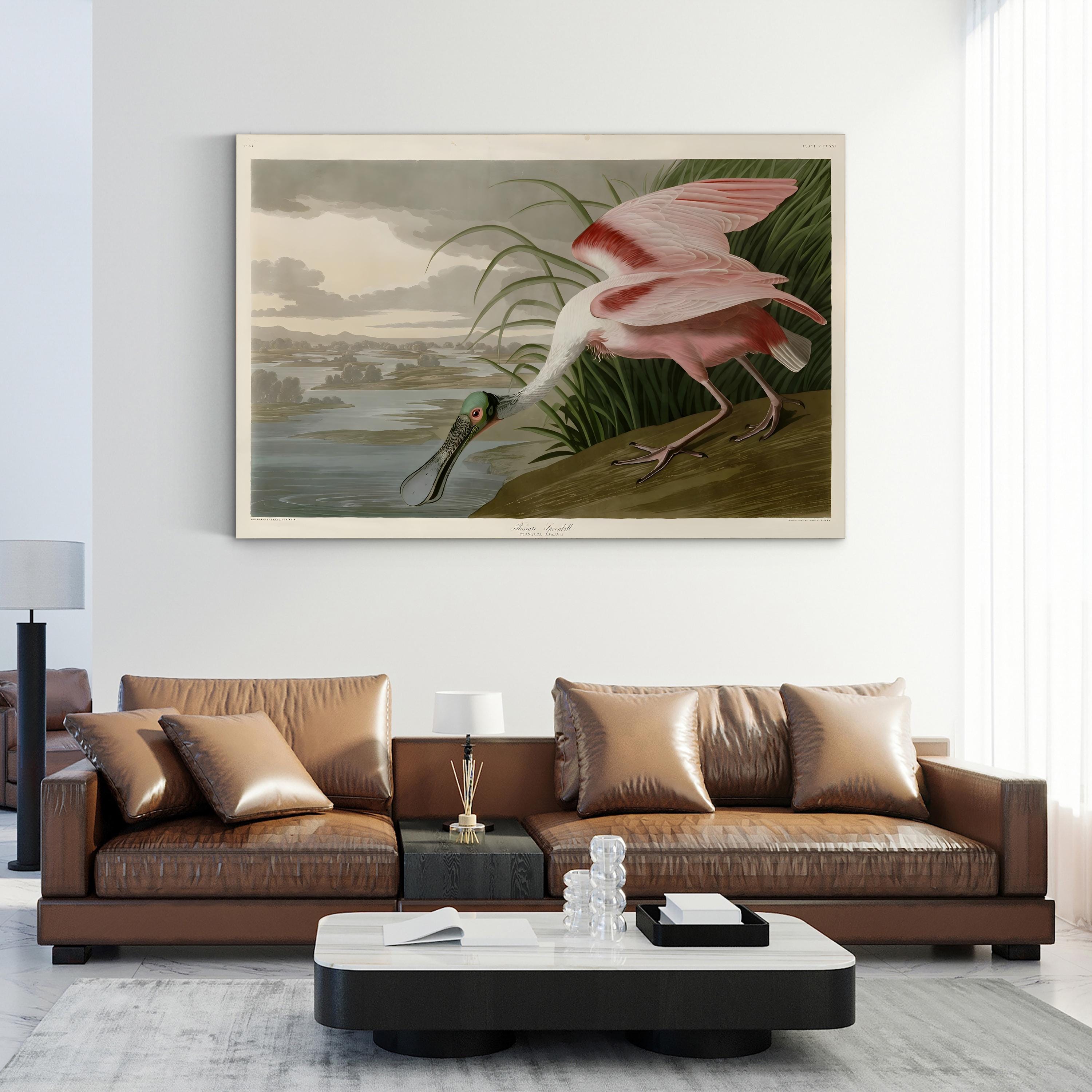 Roseate Spoonbill, Pink Plumage – Period Illustration Wall Art | Coastal Bird Canvas Print