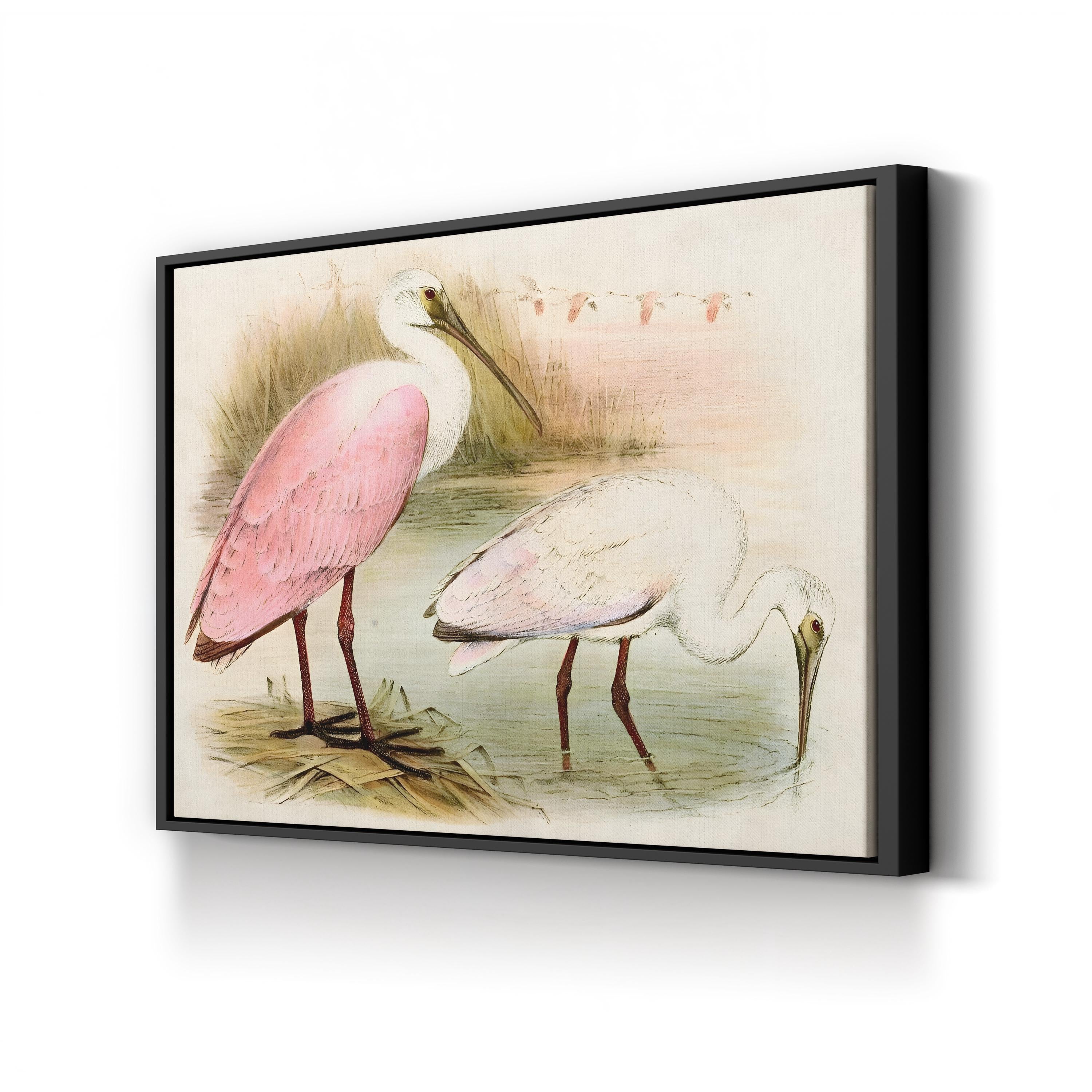 Roseate Spoonbill Elegance – Period Illustration Wall Art | Coastal Bird Canvas Print