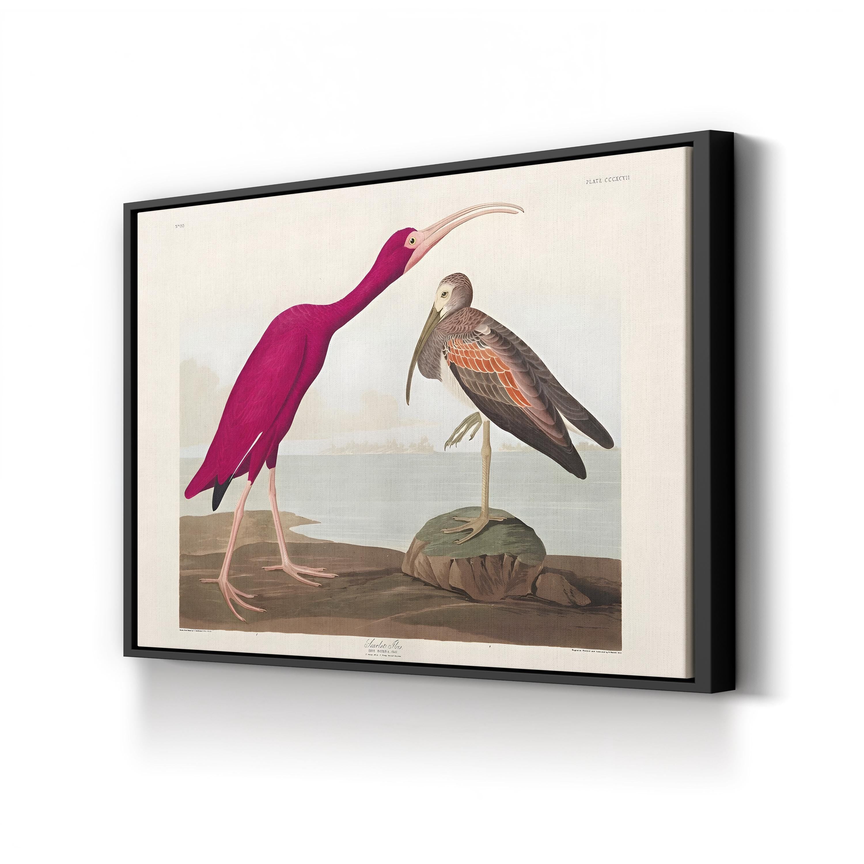 Scarlet Ibis Wall Art by John James Audubon – Classic Ornithological Bird Illustration Canvas