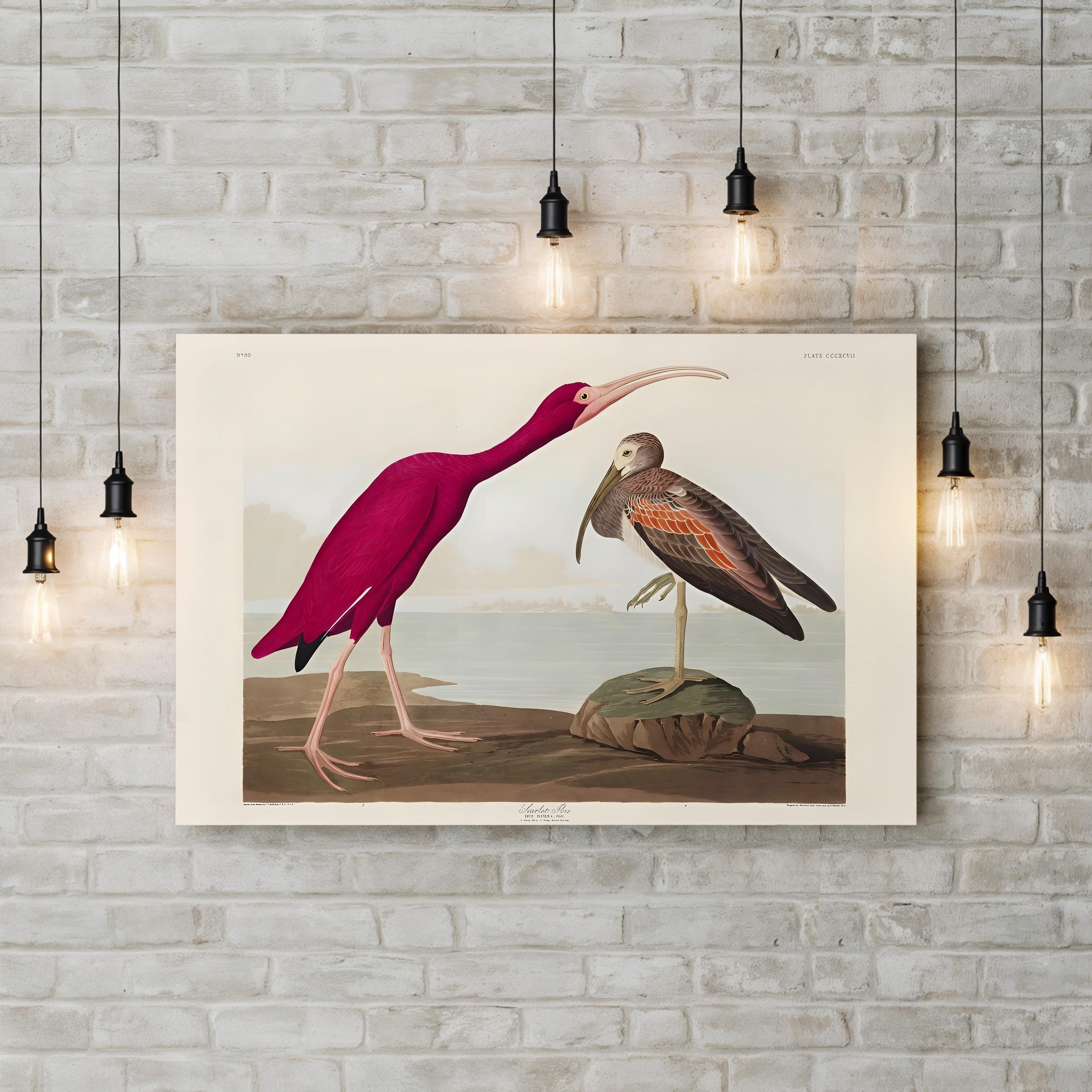 Scarlet Ibis Wall Art by John James Audubon – Classic Ornithological Bird Illustration Canvas