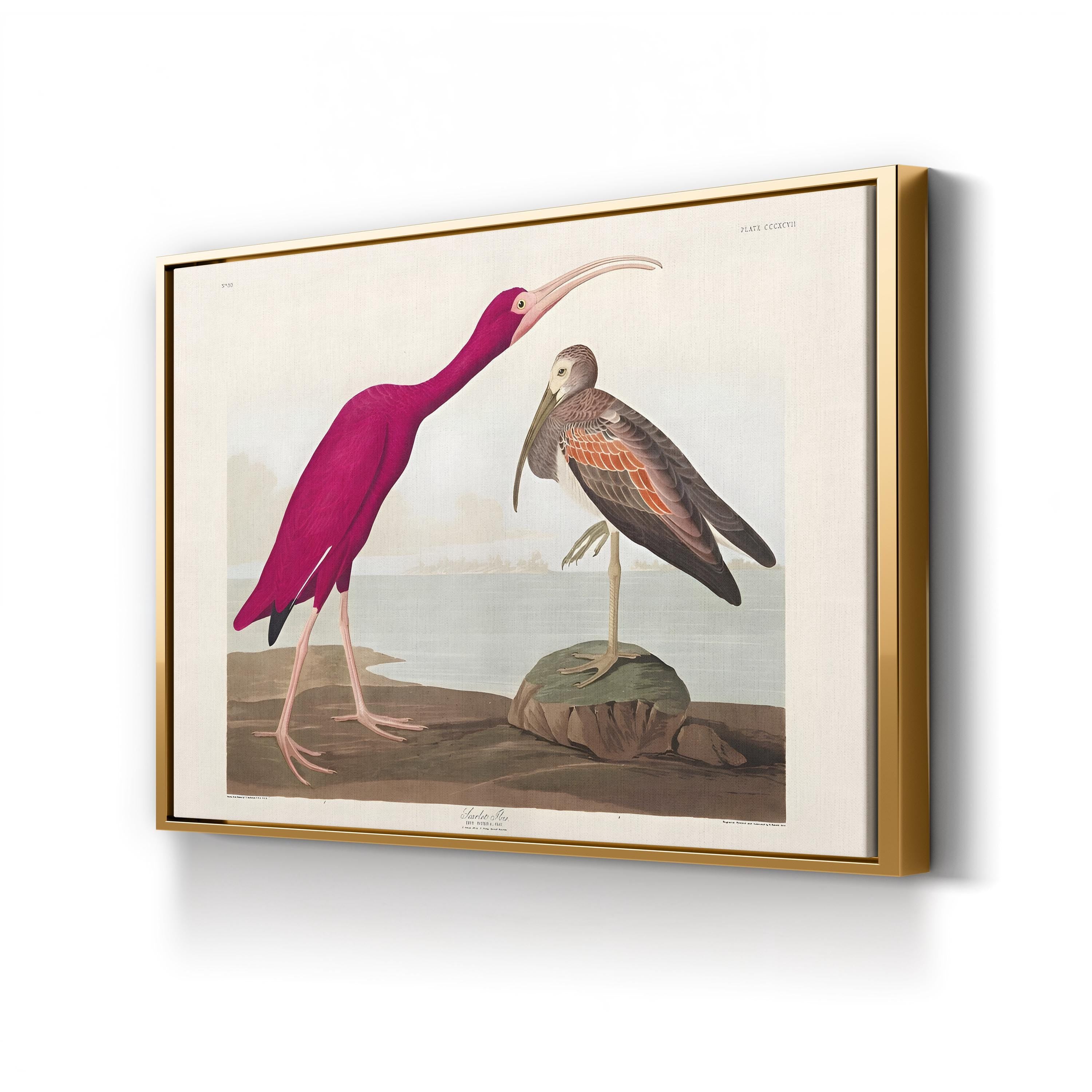 Scarlet Ibis Wall Art by John James Audubon – Classic Ornithological Bird Illustration Canvas