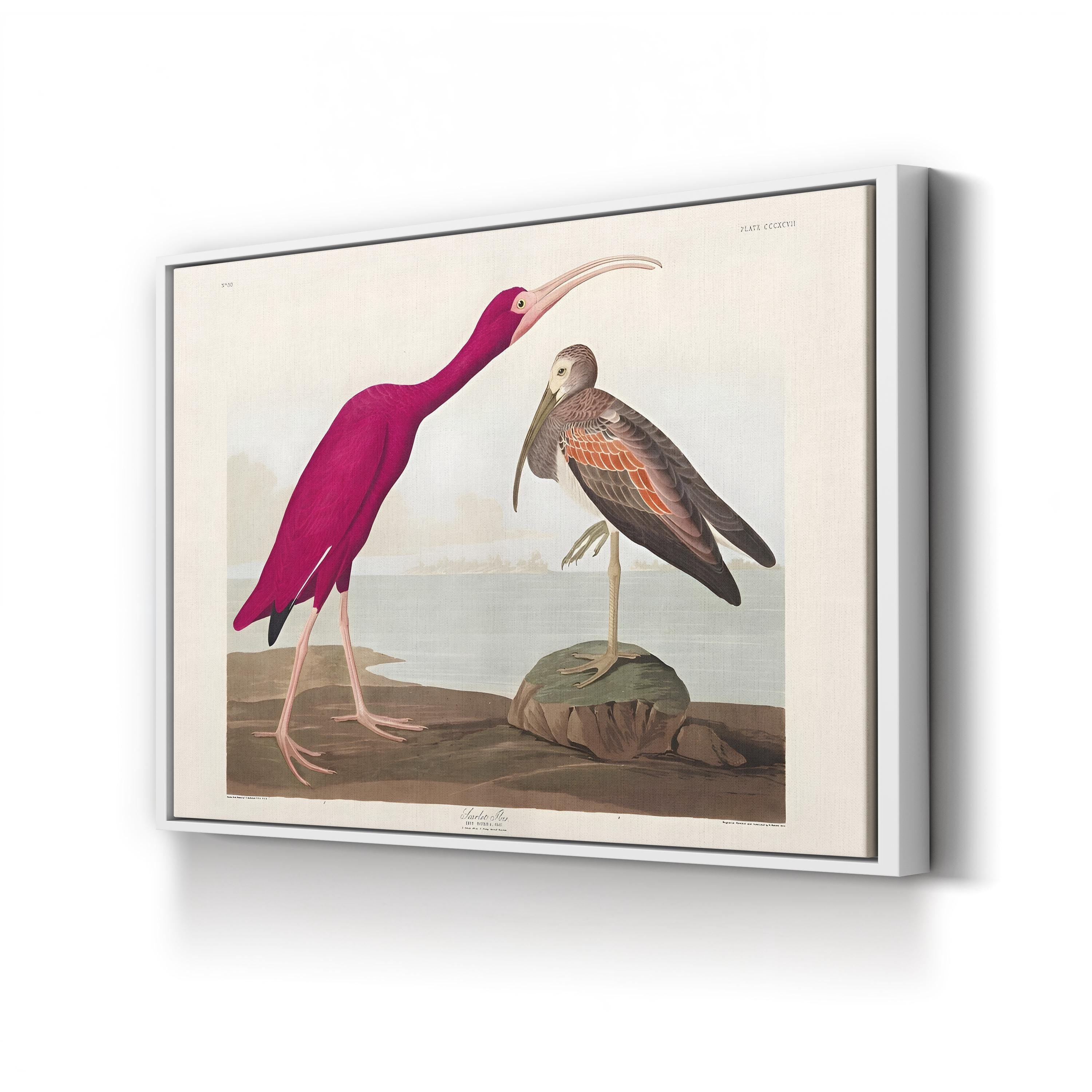 Scarlet Ibis Wall Art by John James Audubon – Classic Ornithological Bird Illustration Canvas