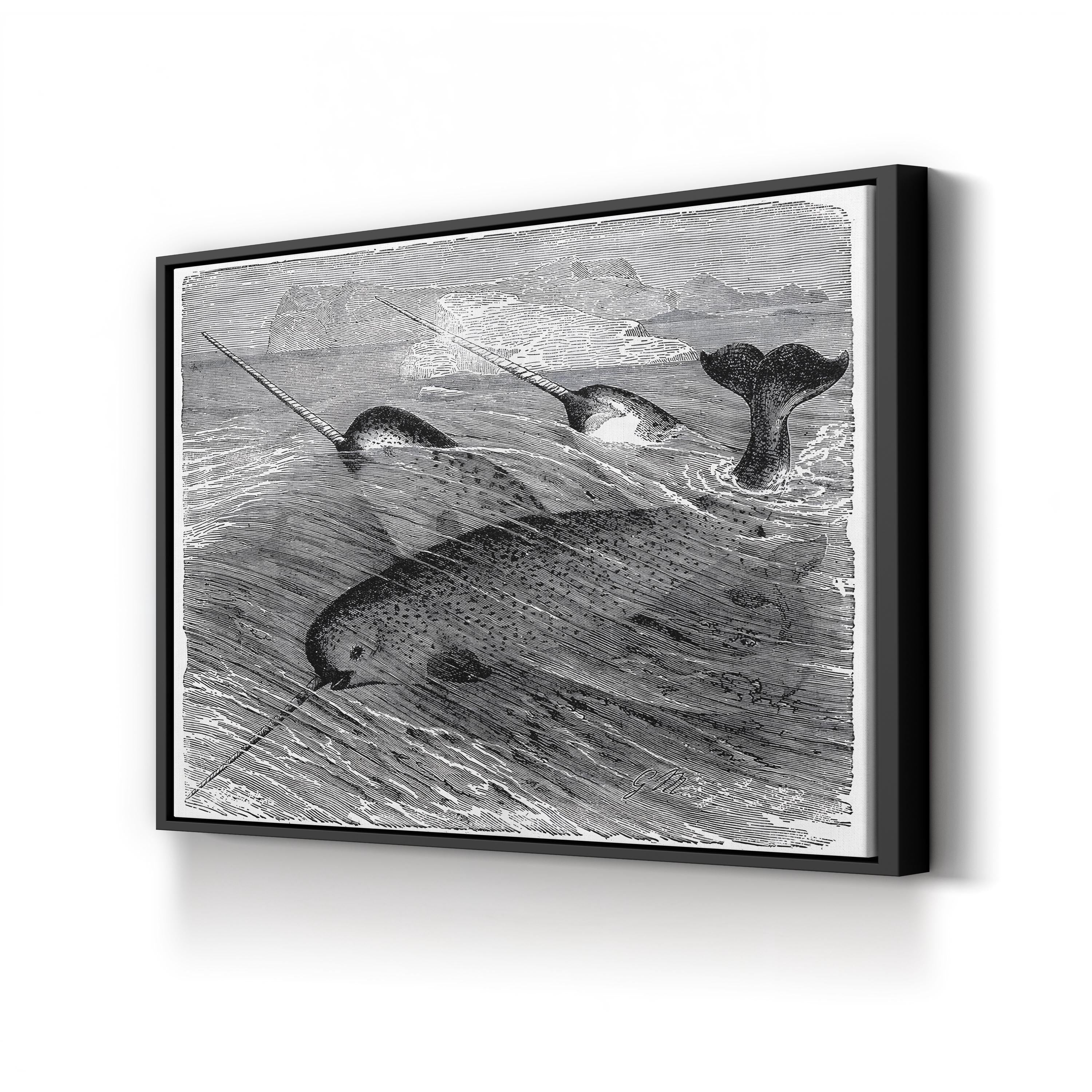 Vintage Narwhal – Period Illustration Wall Art | Black & White Ocean Wildlife Canvas Print