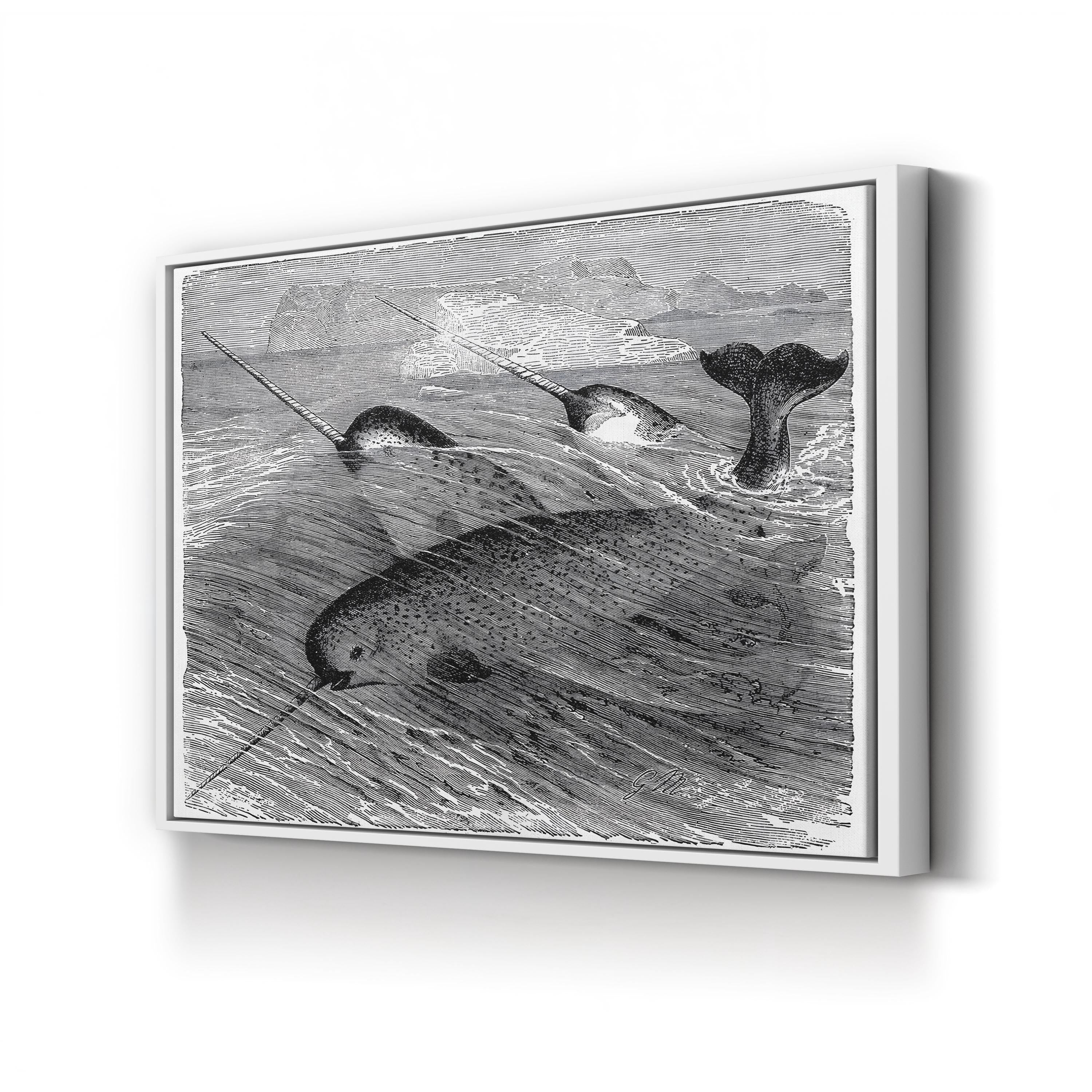 Vintage Narwhal – Period Illustration Wall Art | Black & White Ocean Wildlife Canvas Print