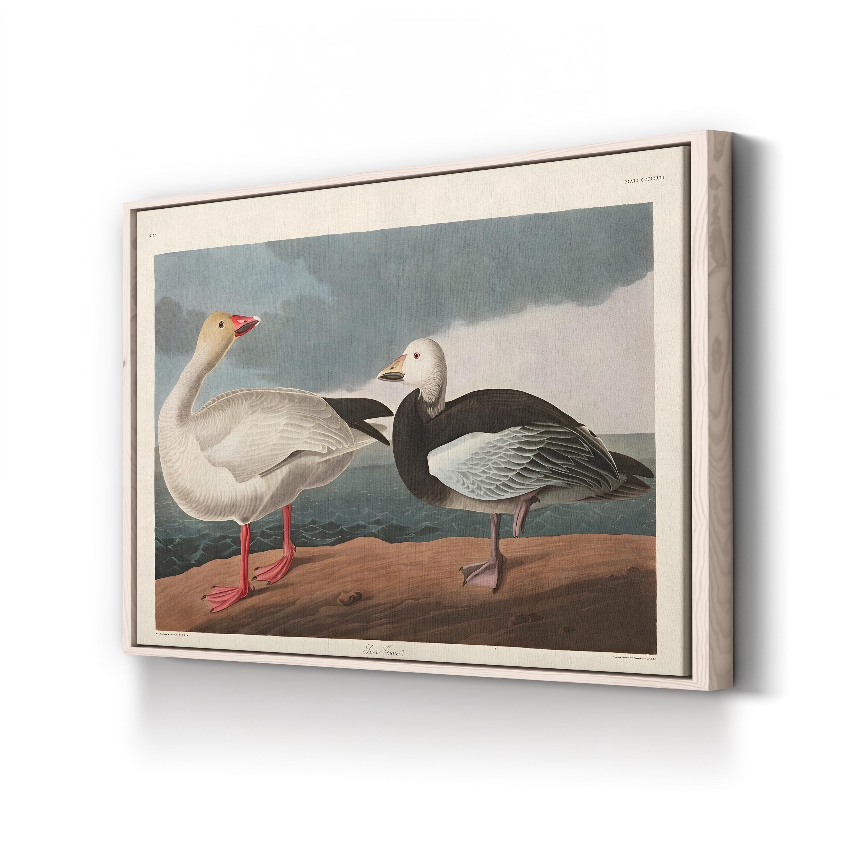 Vintage Snow Goose in Flight – Period Illustration Wall Art | Wildlife Canvas Print